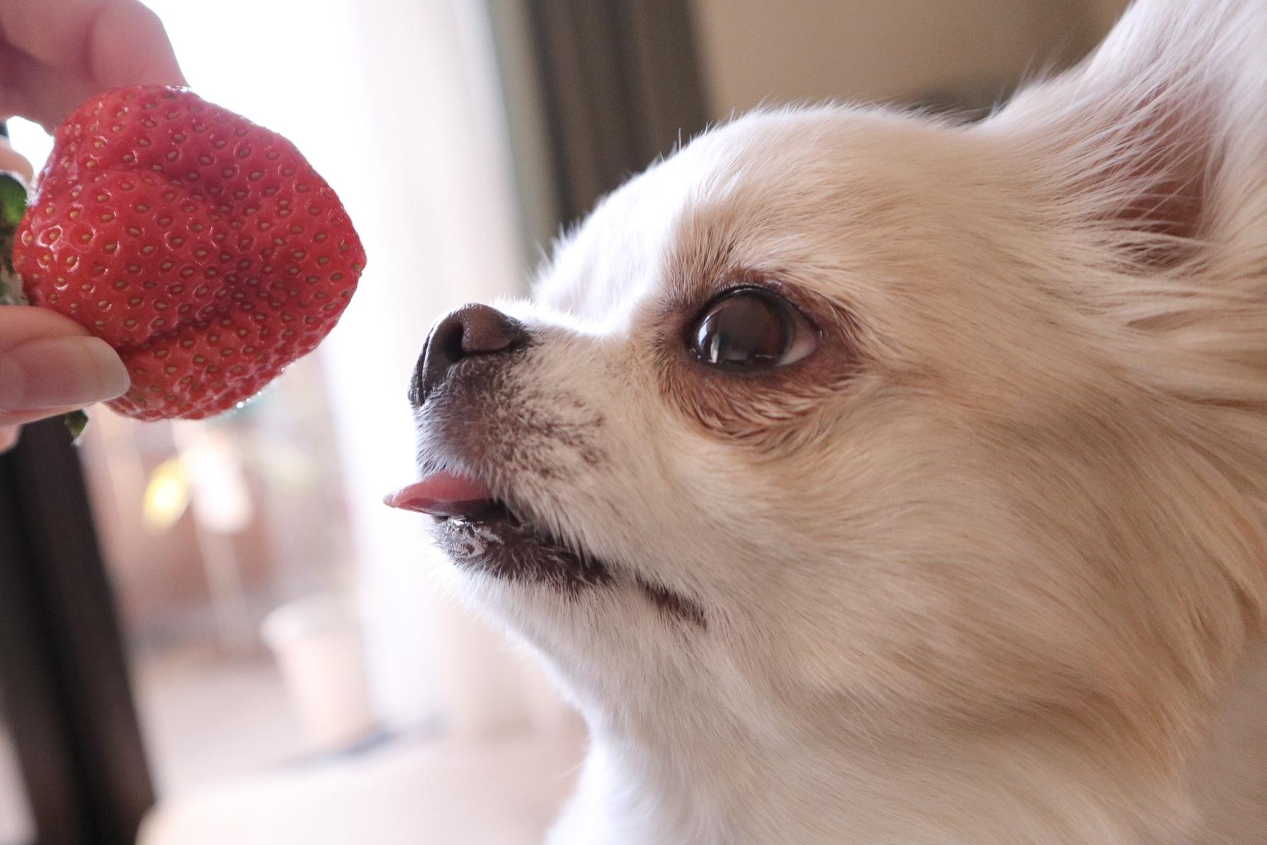 わんにゃんサイトの犬の写真