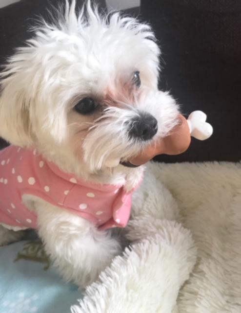 わんにゃんサイトの犬の写真