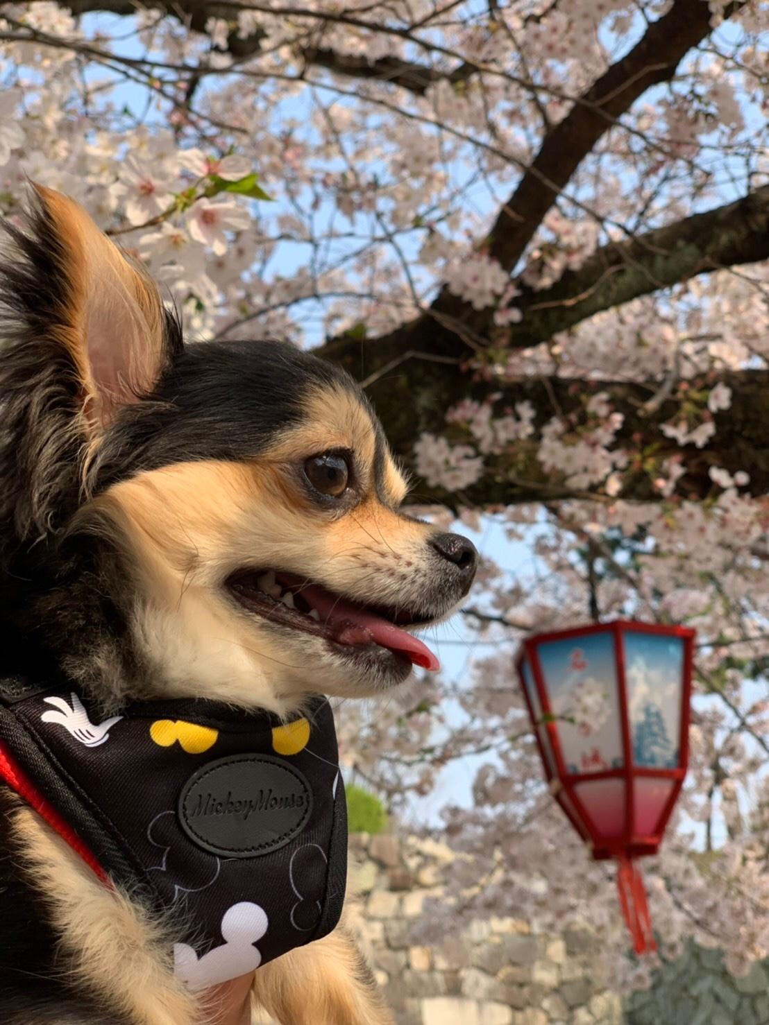 わんにゃんサイトの犬の写真