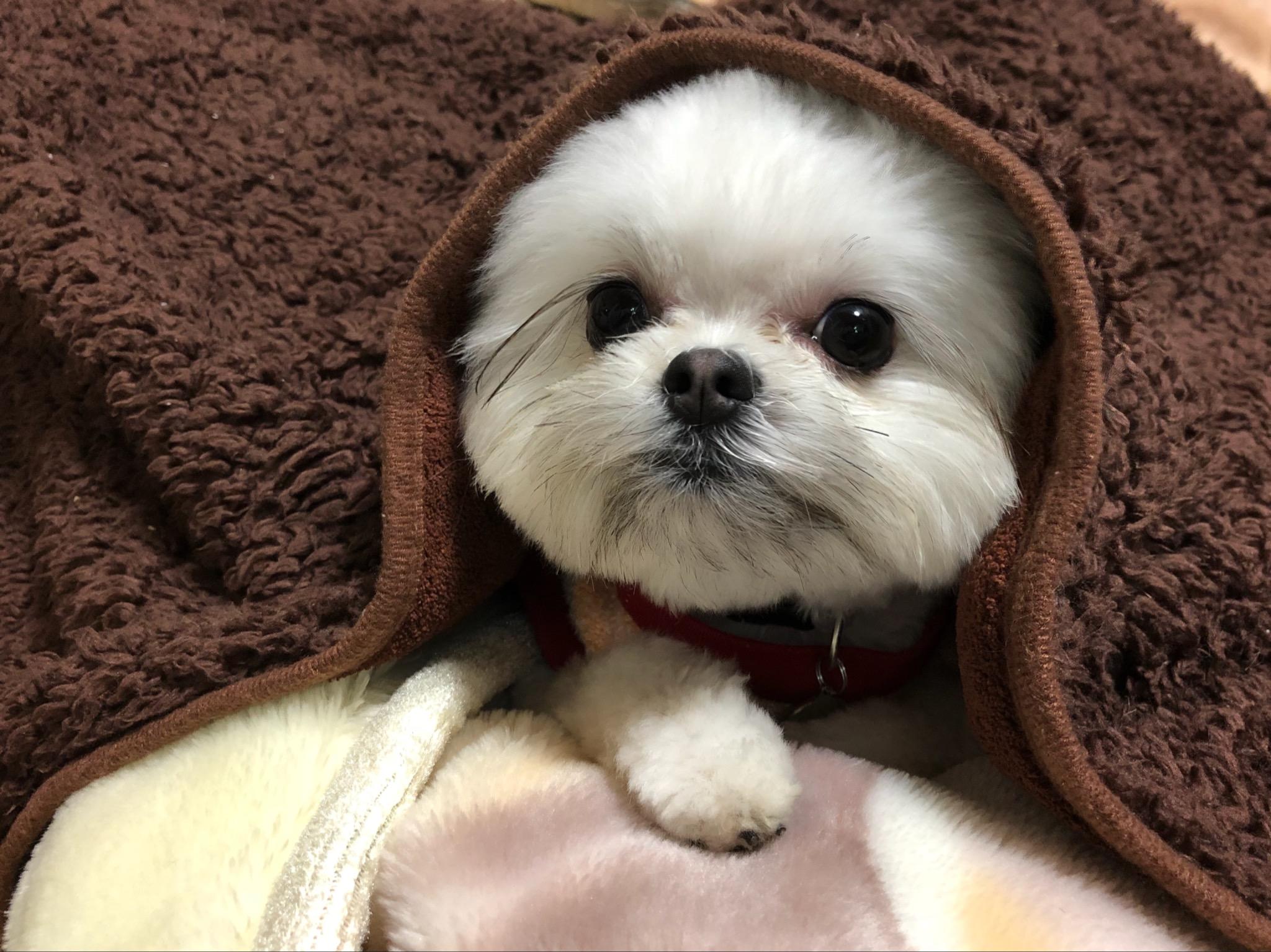 わんにゃんサイトの犬の写真