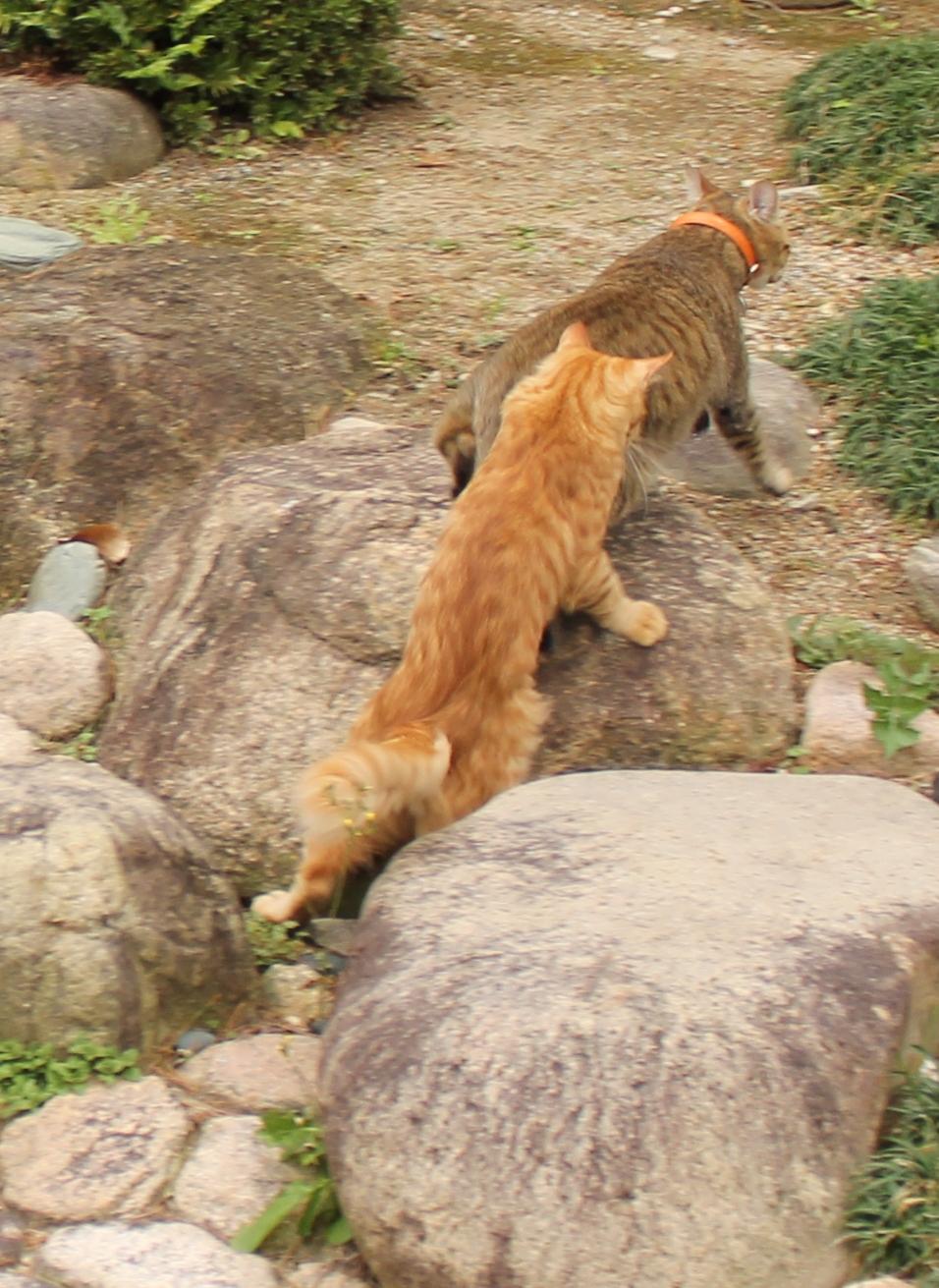 わんにゃんサイトの猫の写真