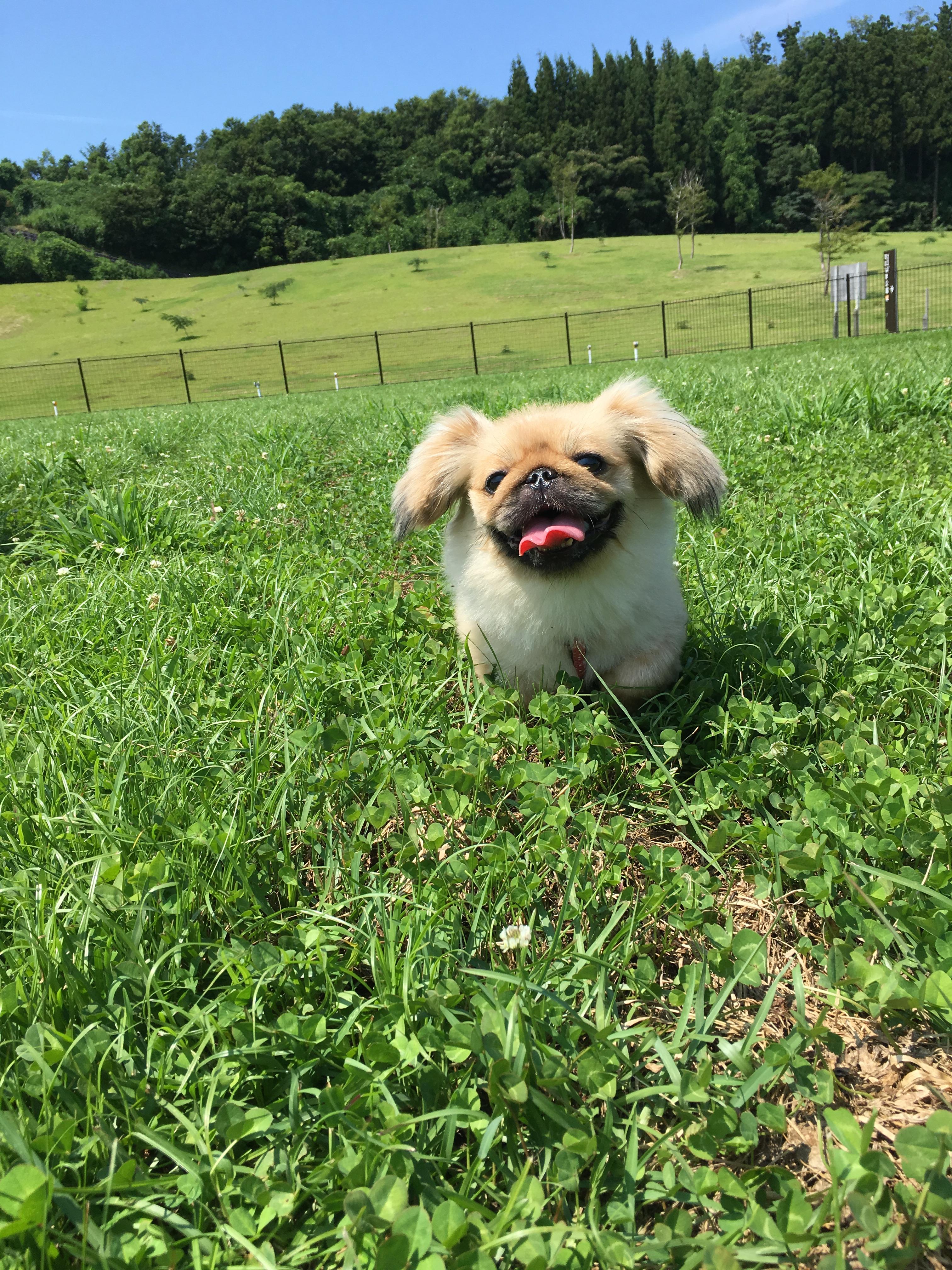 わんにゃんサイトの犬の写真