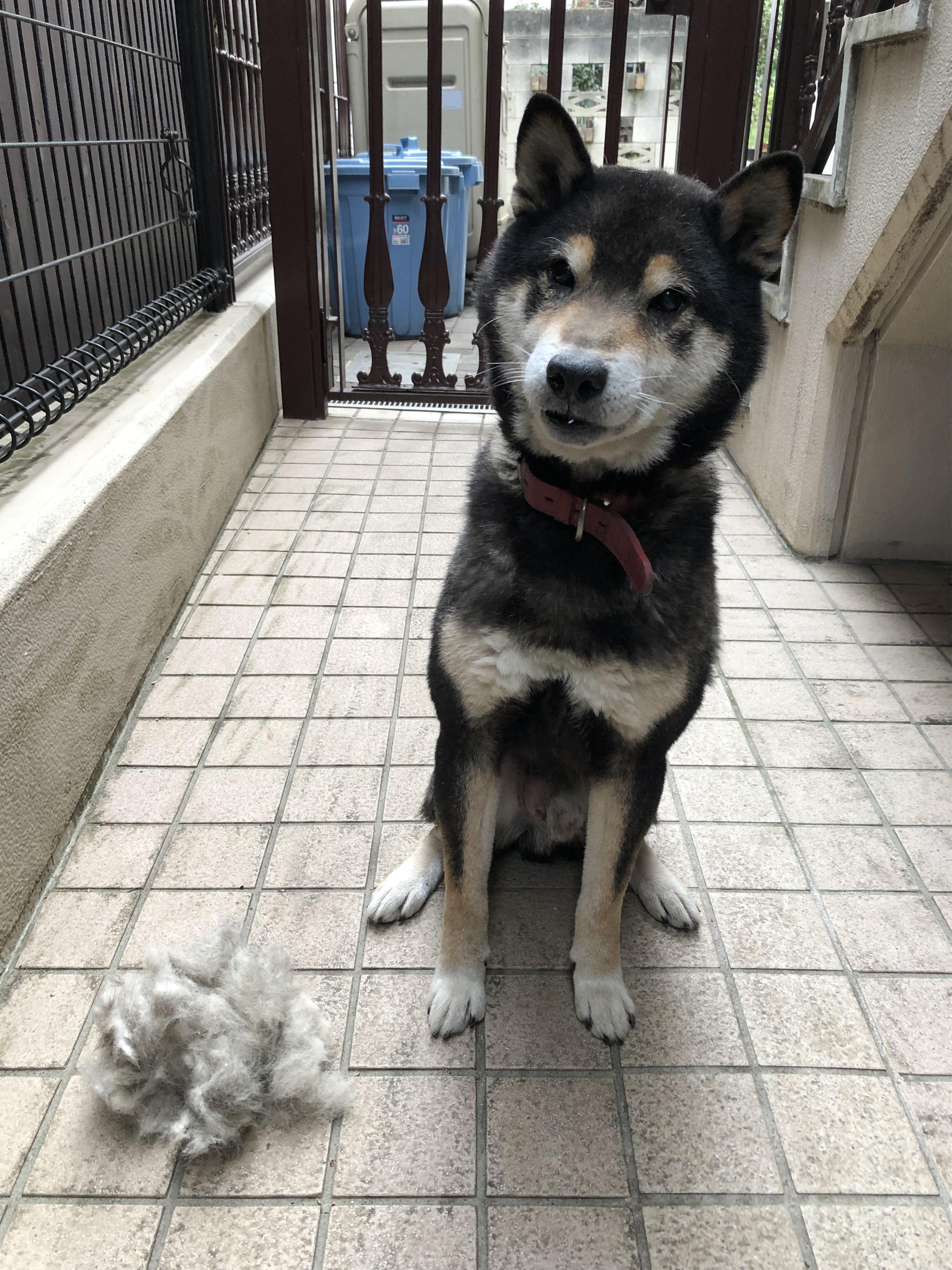 わんにゃんサイトの犬の写真