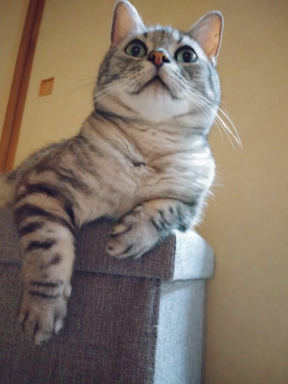 わんにゃんサイトの猫の写真