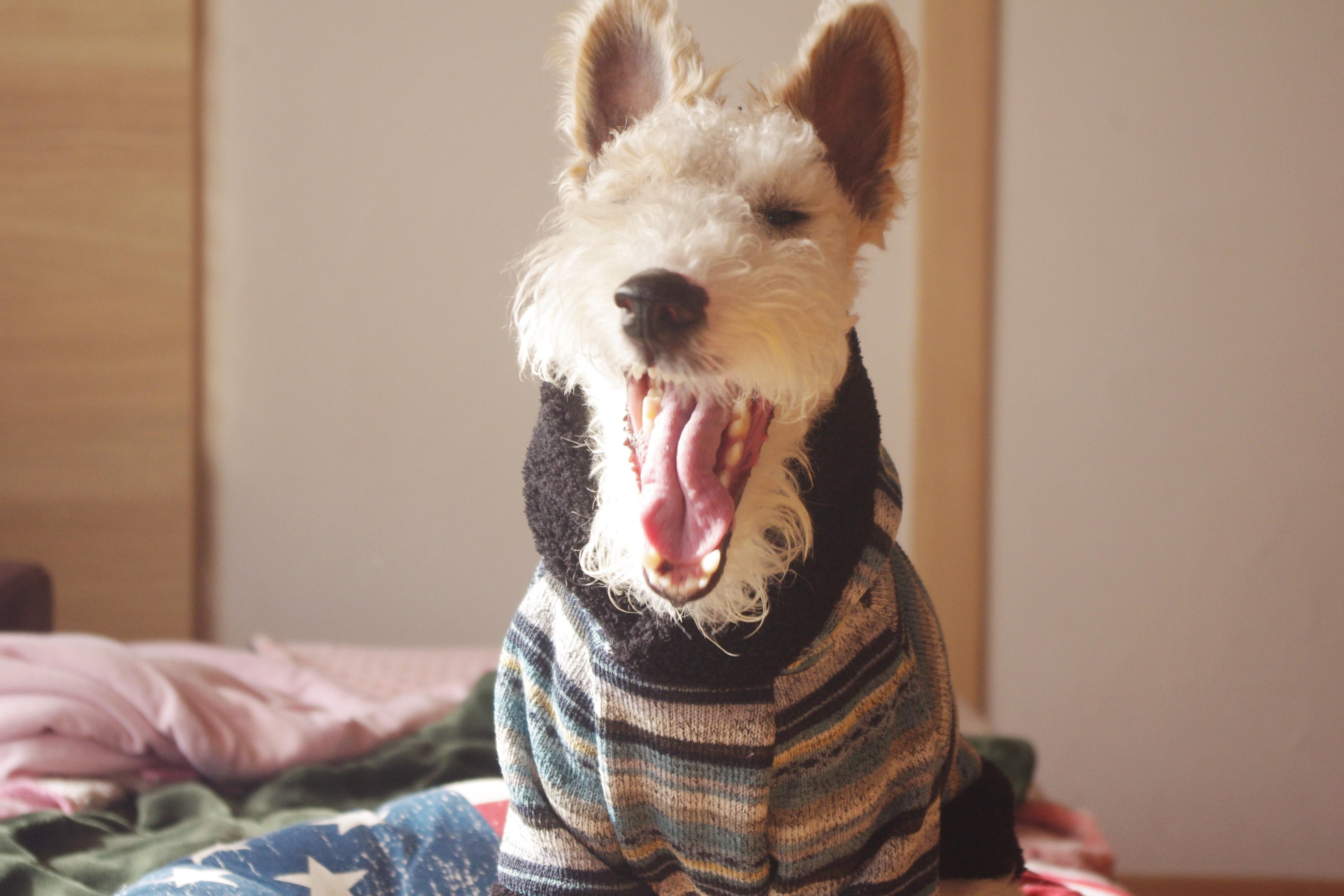 わんにゃんサイトの犬の写真