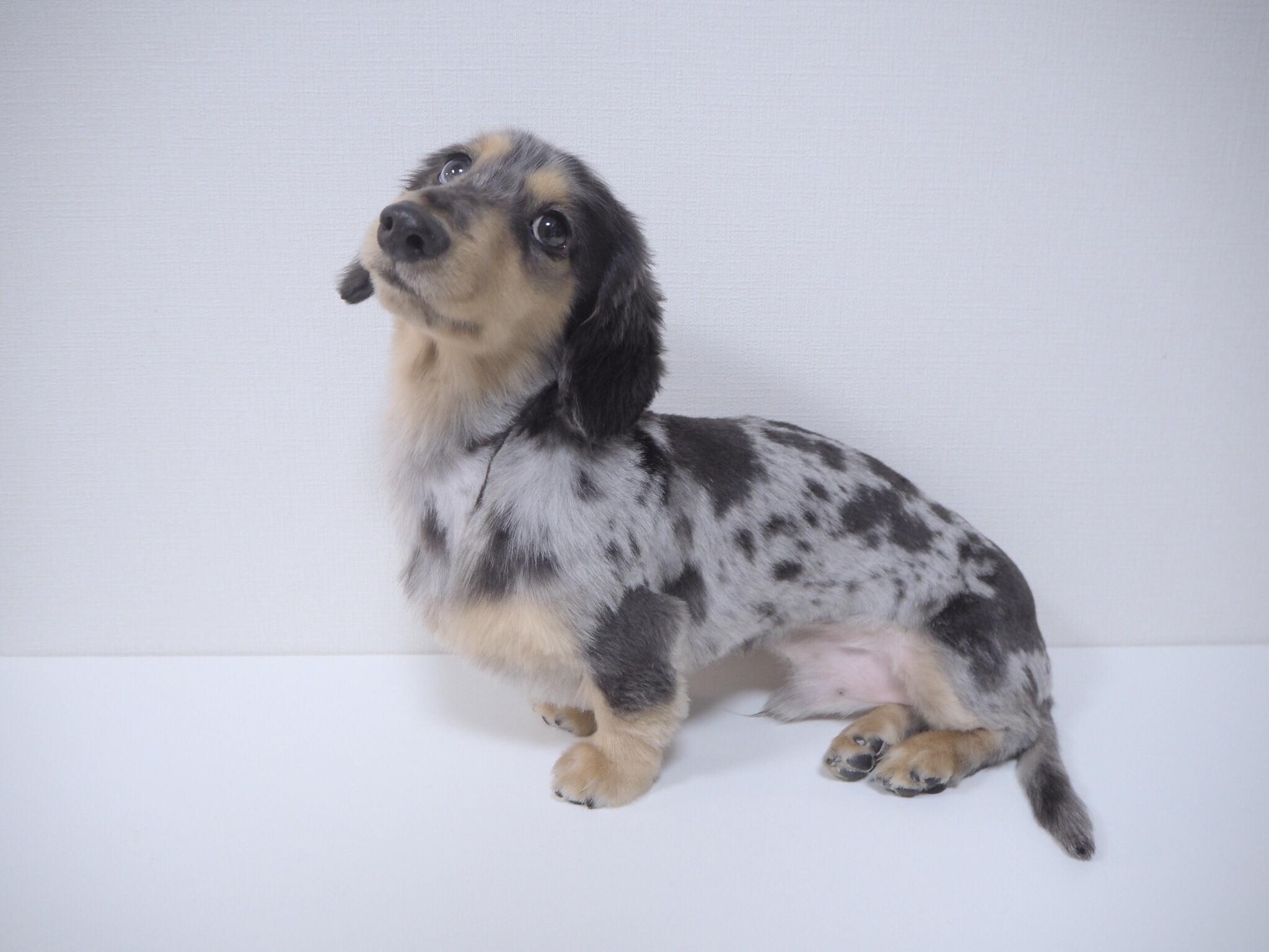 わんにゃんサイトの犬の写真