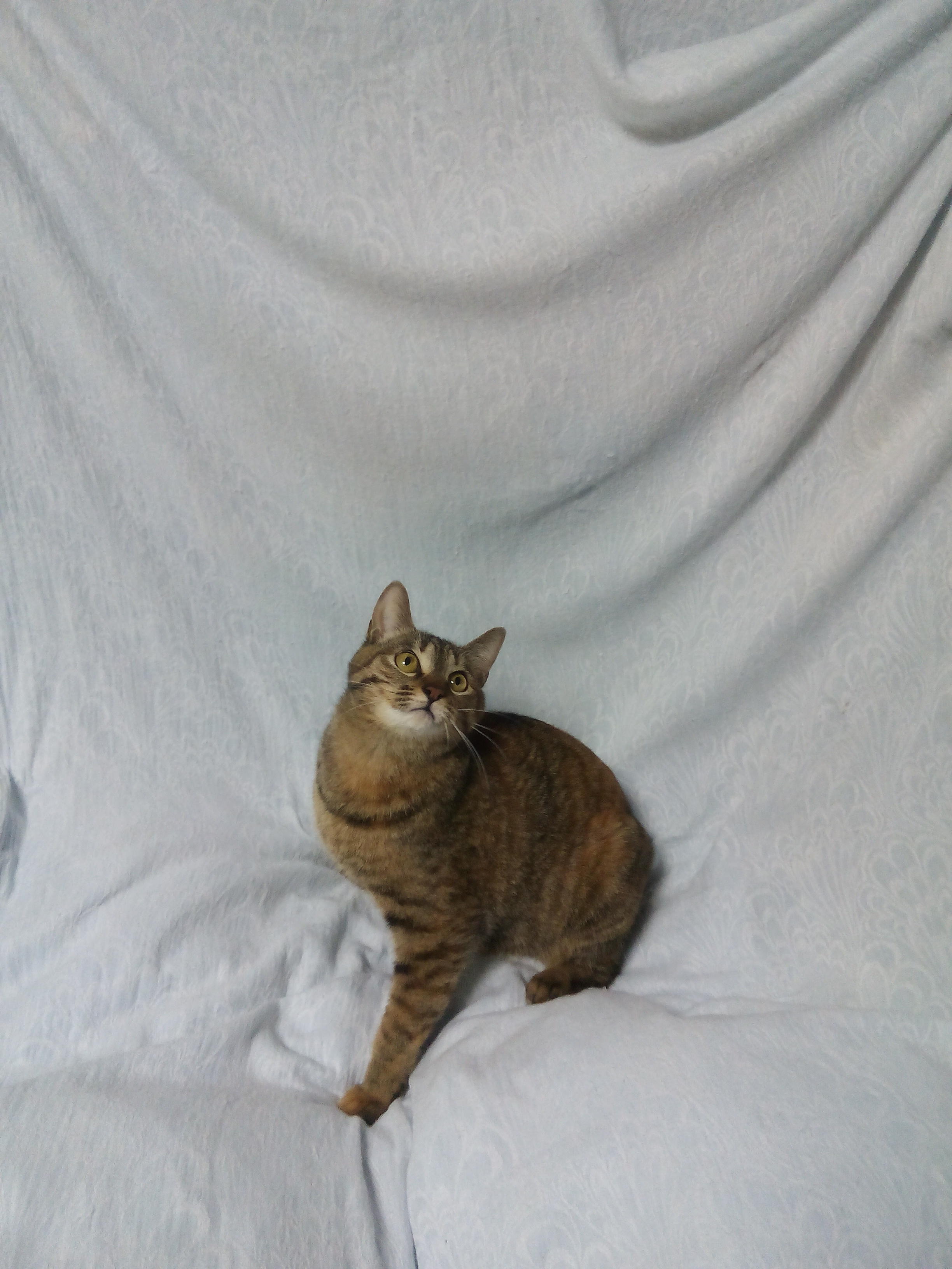 わんにゃんサイトの猫の写真