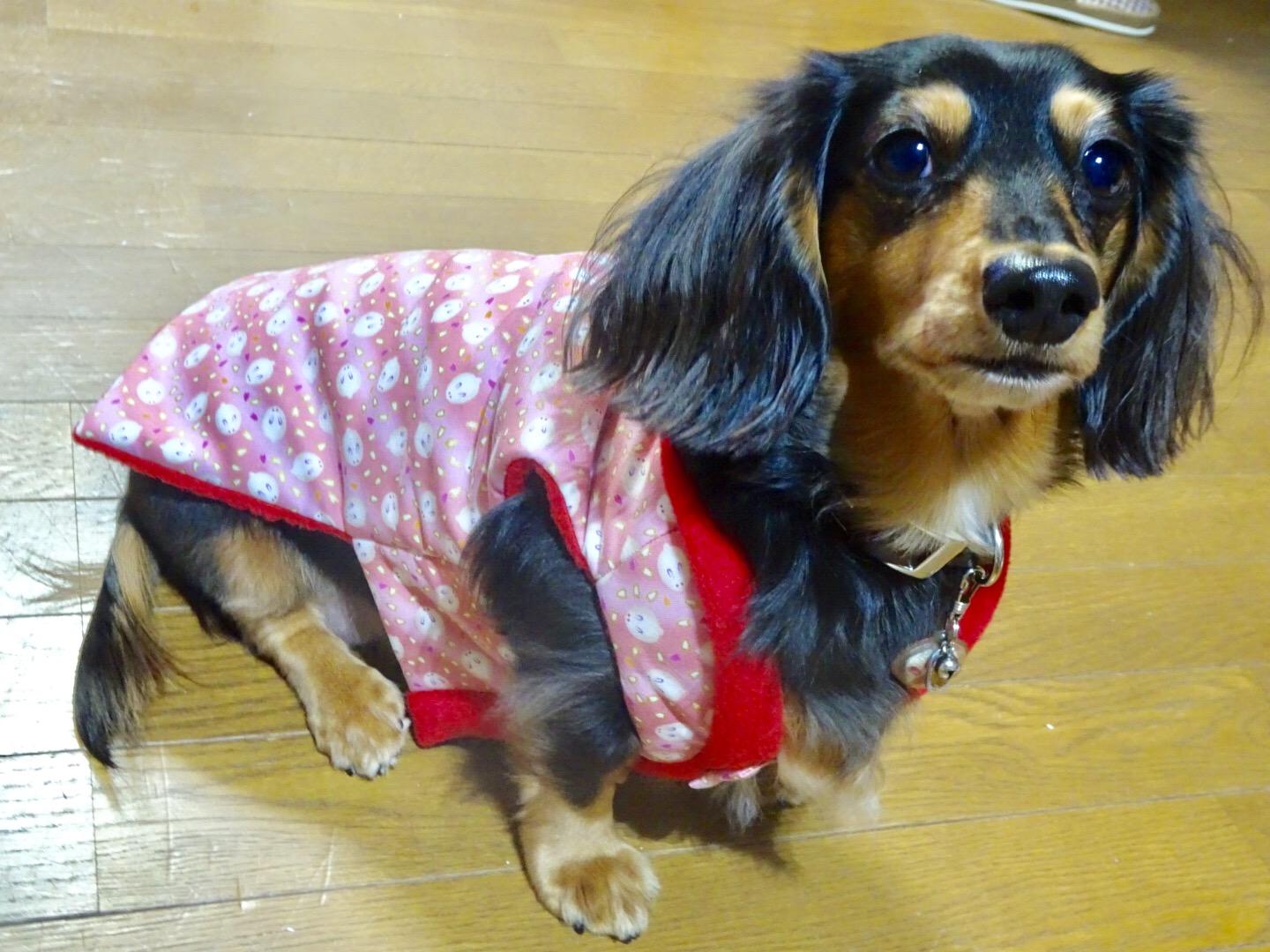 わんにゃんサイトの犬の写真