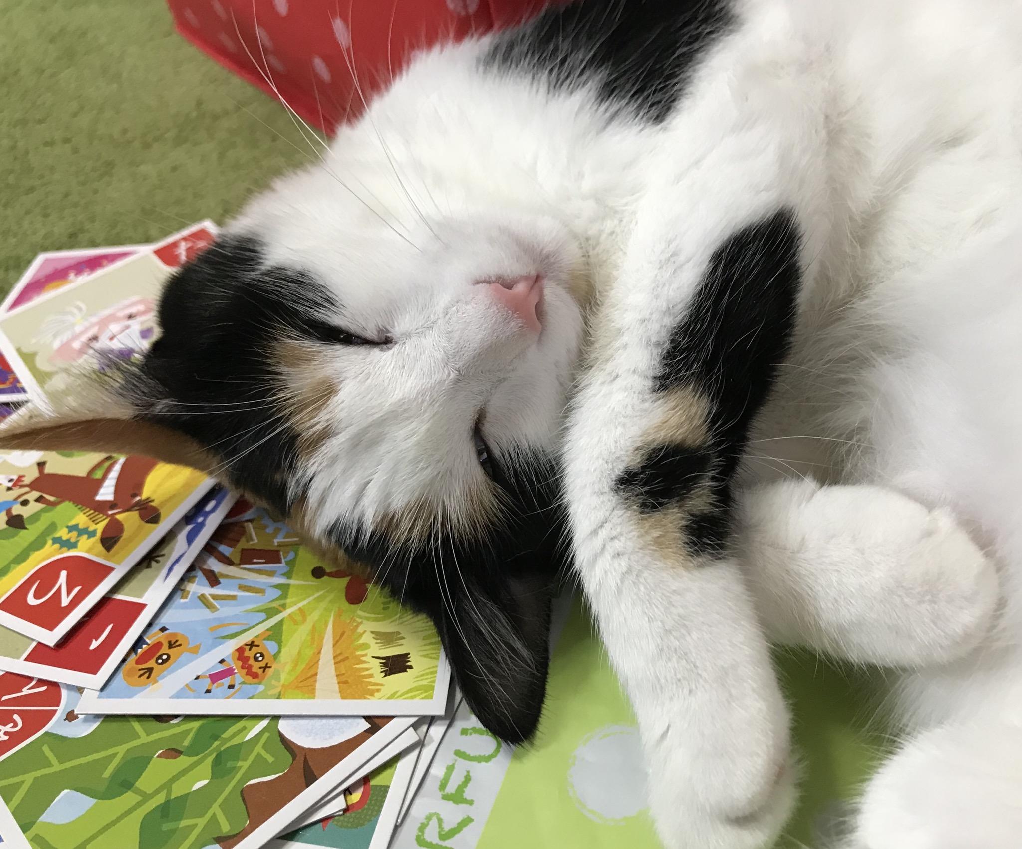 わんにゃんサイトの猫の写真