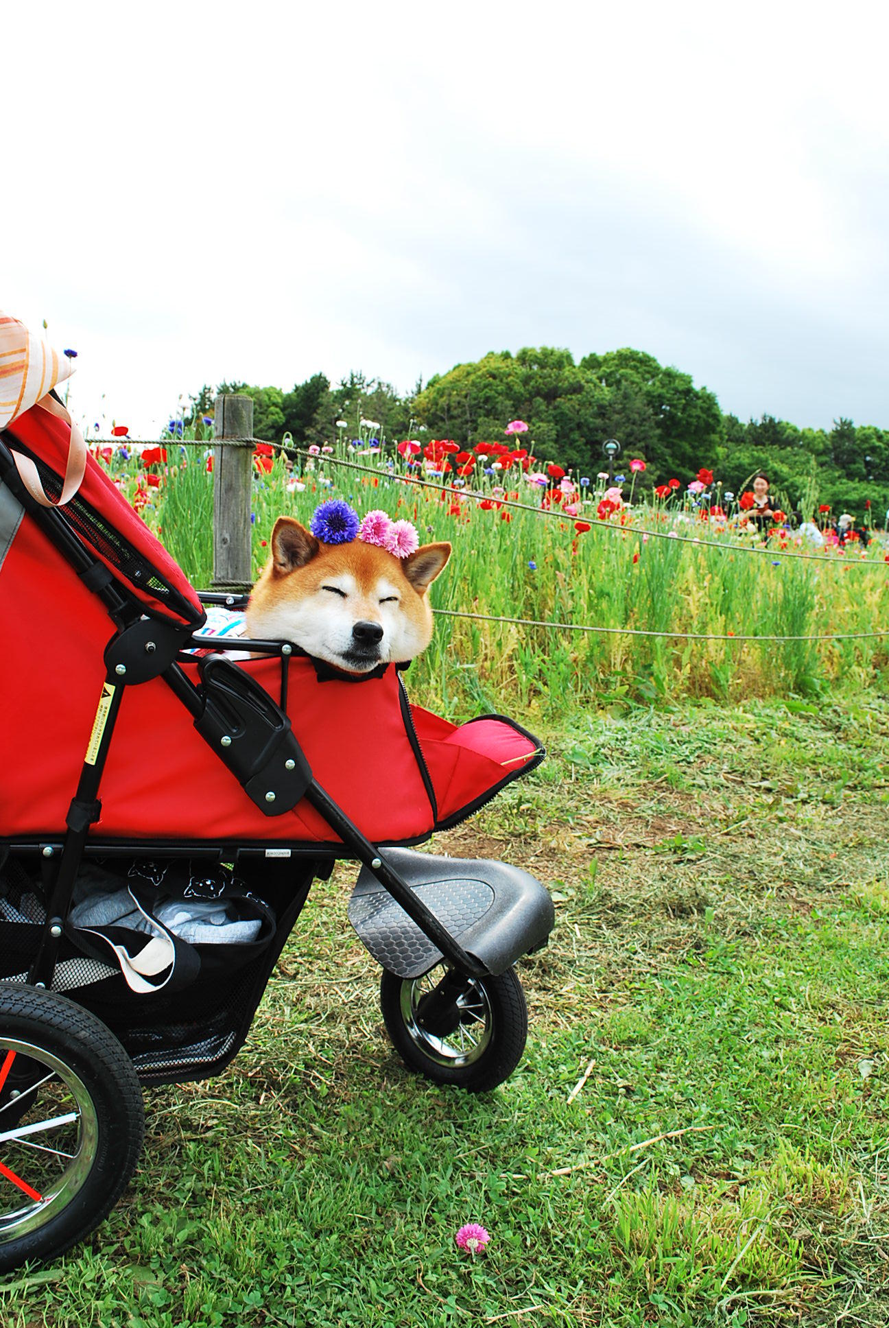 わんにゃんサイトの犬の写真