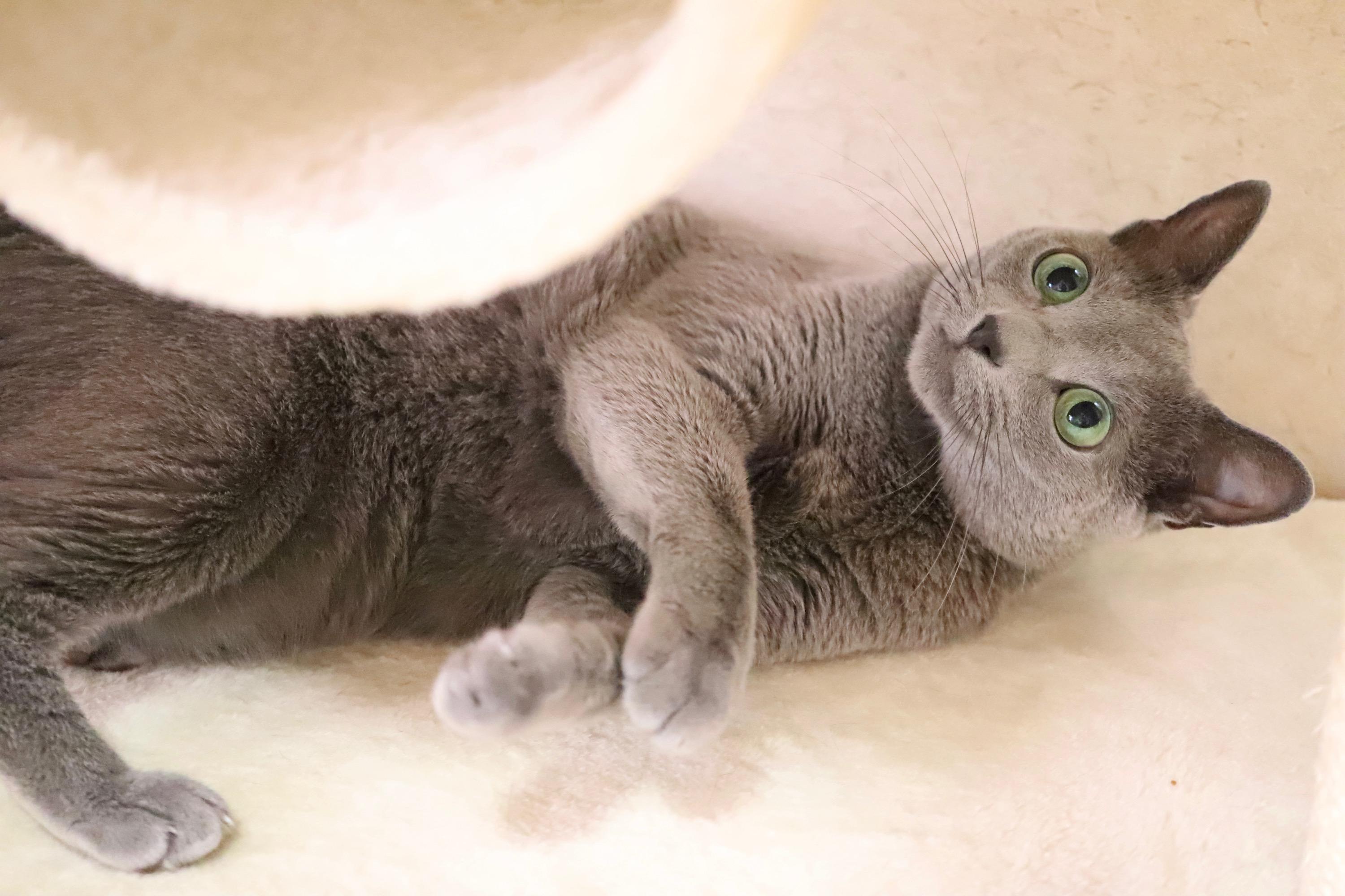 わんにゃんサイトの猫の写真