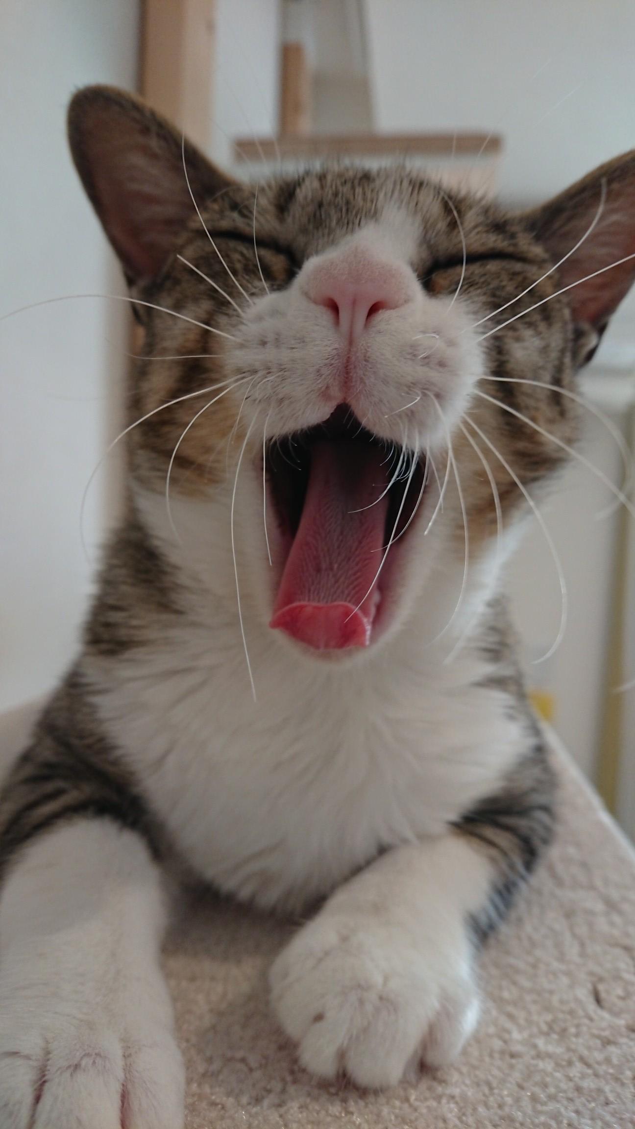 わんにゃんサイトの猫の写真