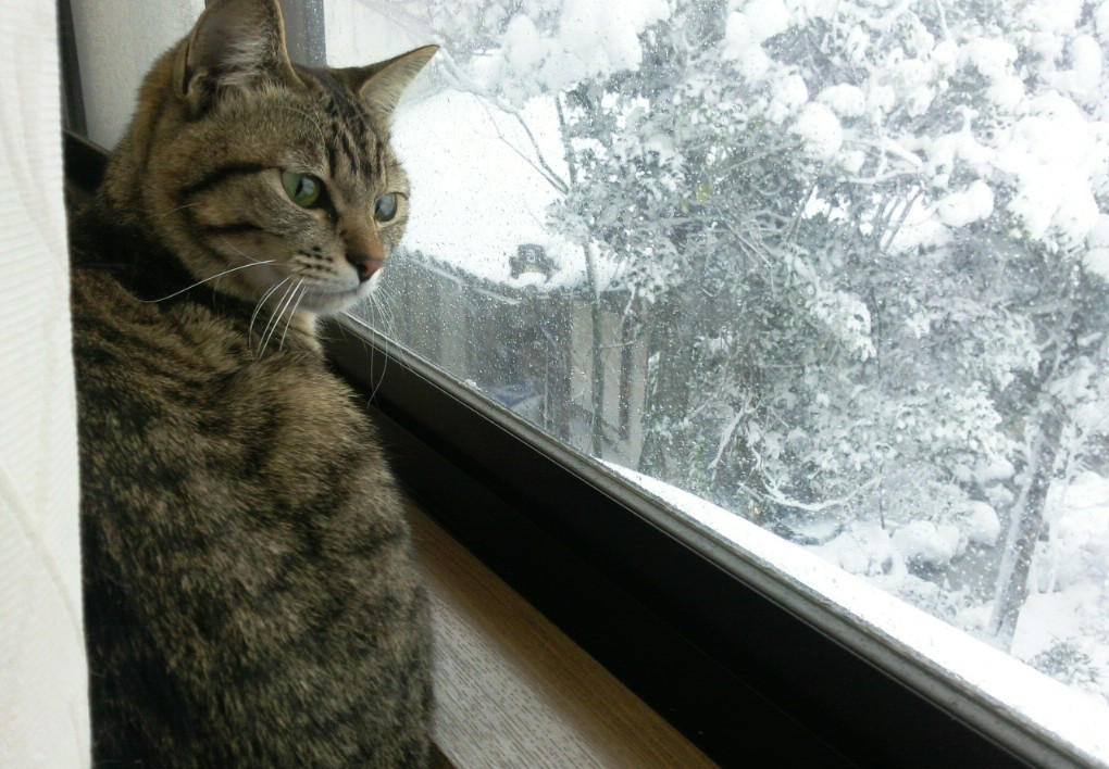 わんにゃんサイトの猫の写真