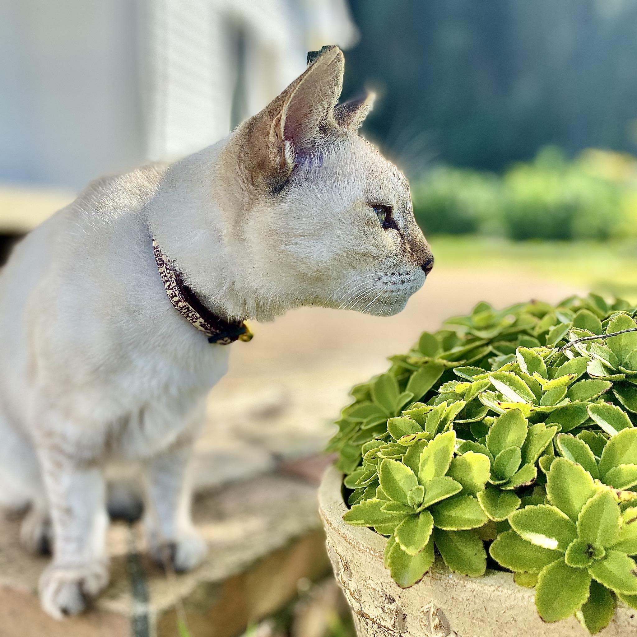 わんにゃんサイトの猫の写真