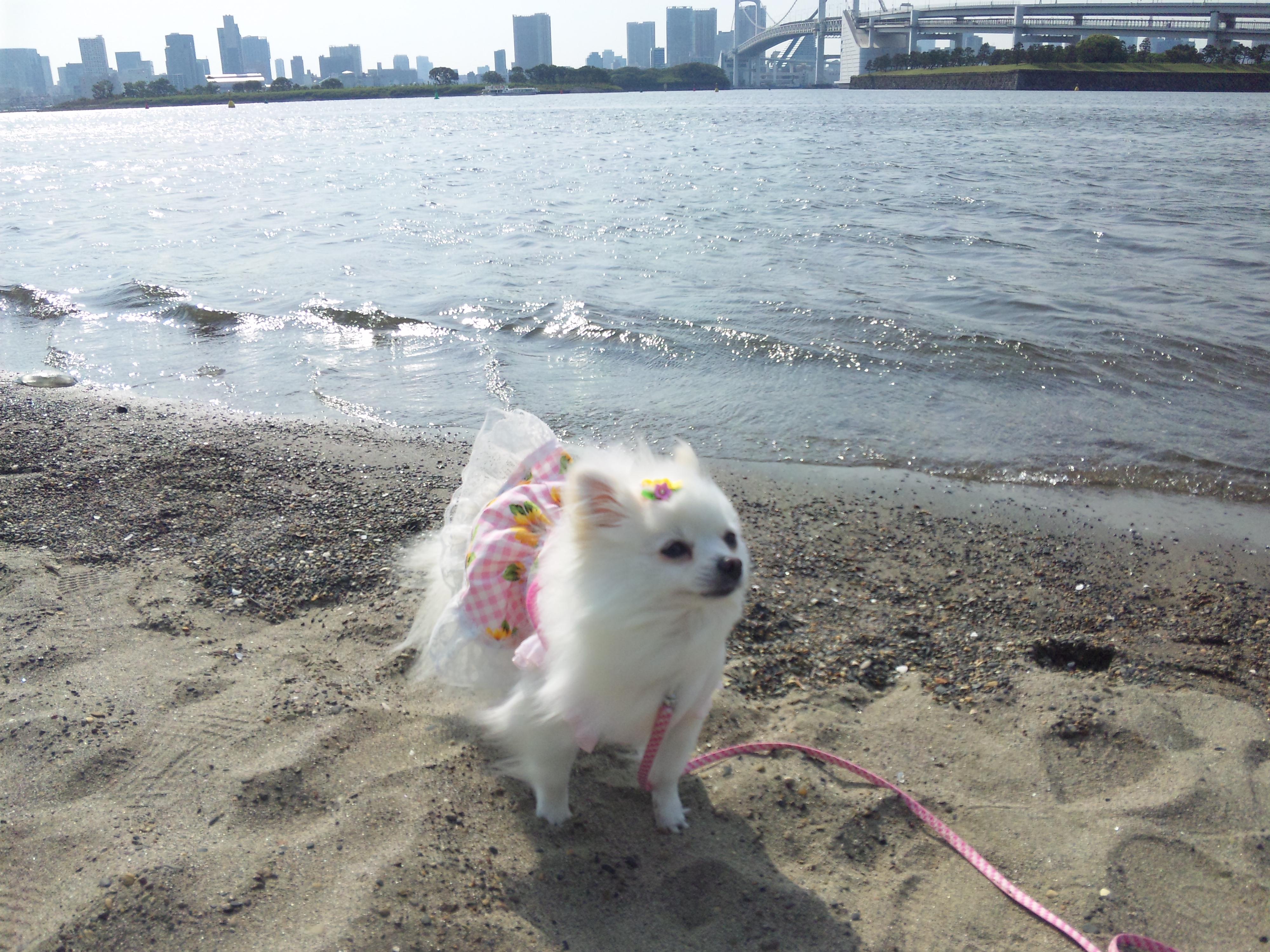 わんにゃんサイトの犬の写真