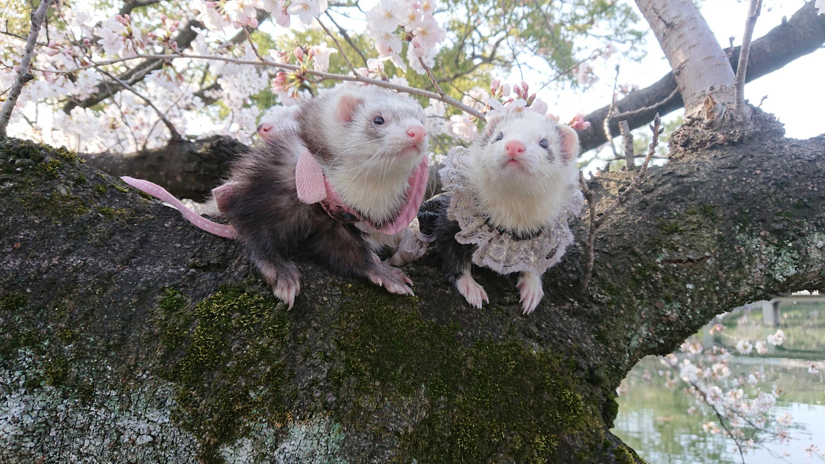 わんにゃんサイトのその他の写真