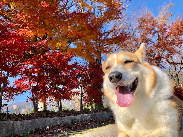 わんにゃんサイトの犬の写真