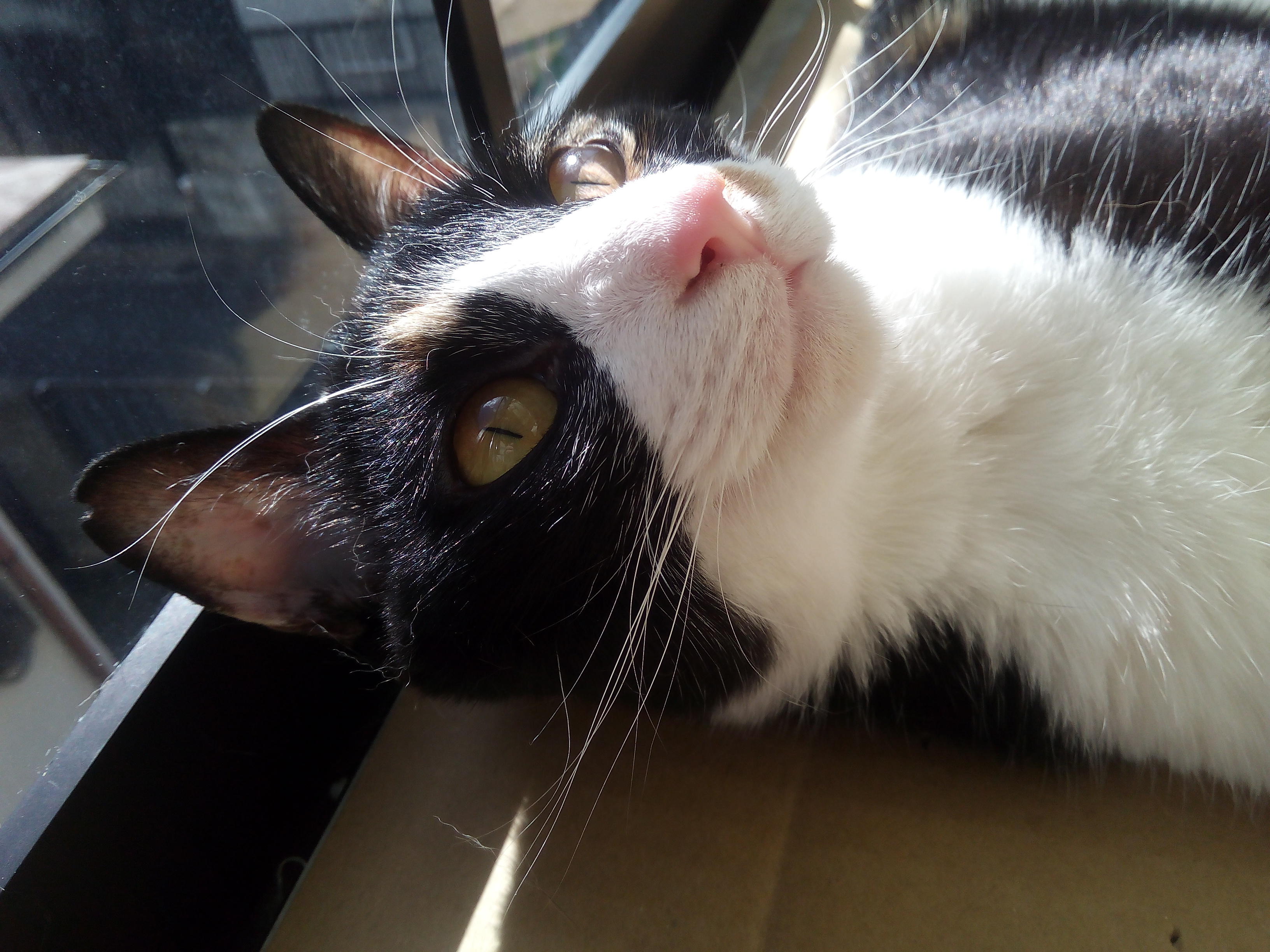 わんにゃんサイトの猫の写真