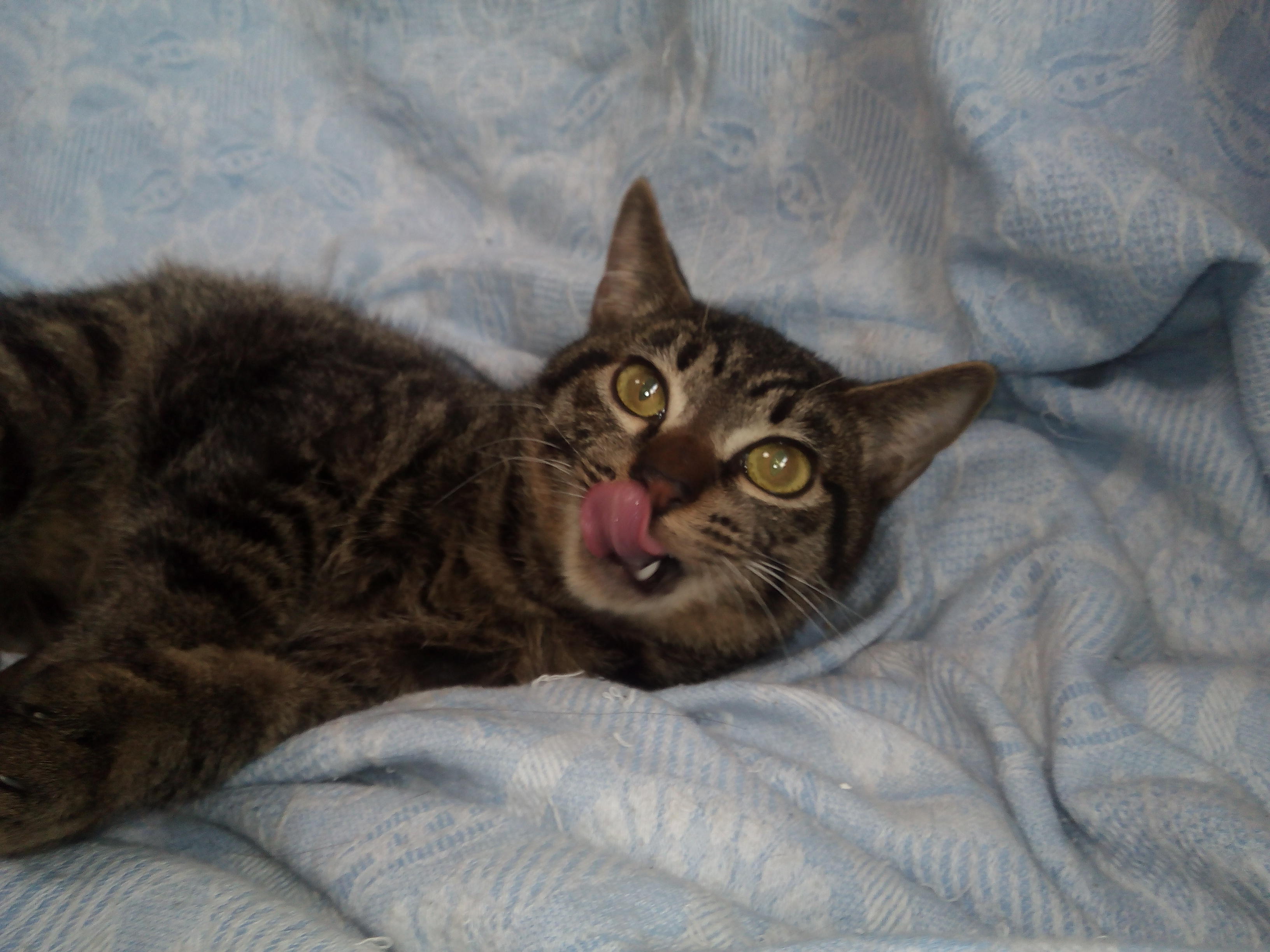 わんにゃんサイトの猫の写真