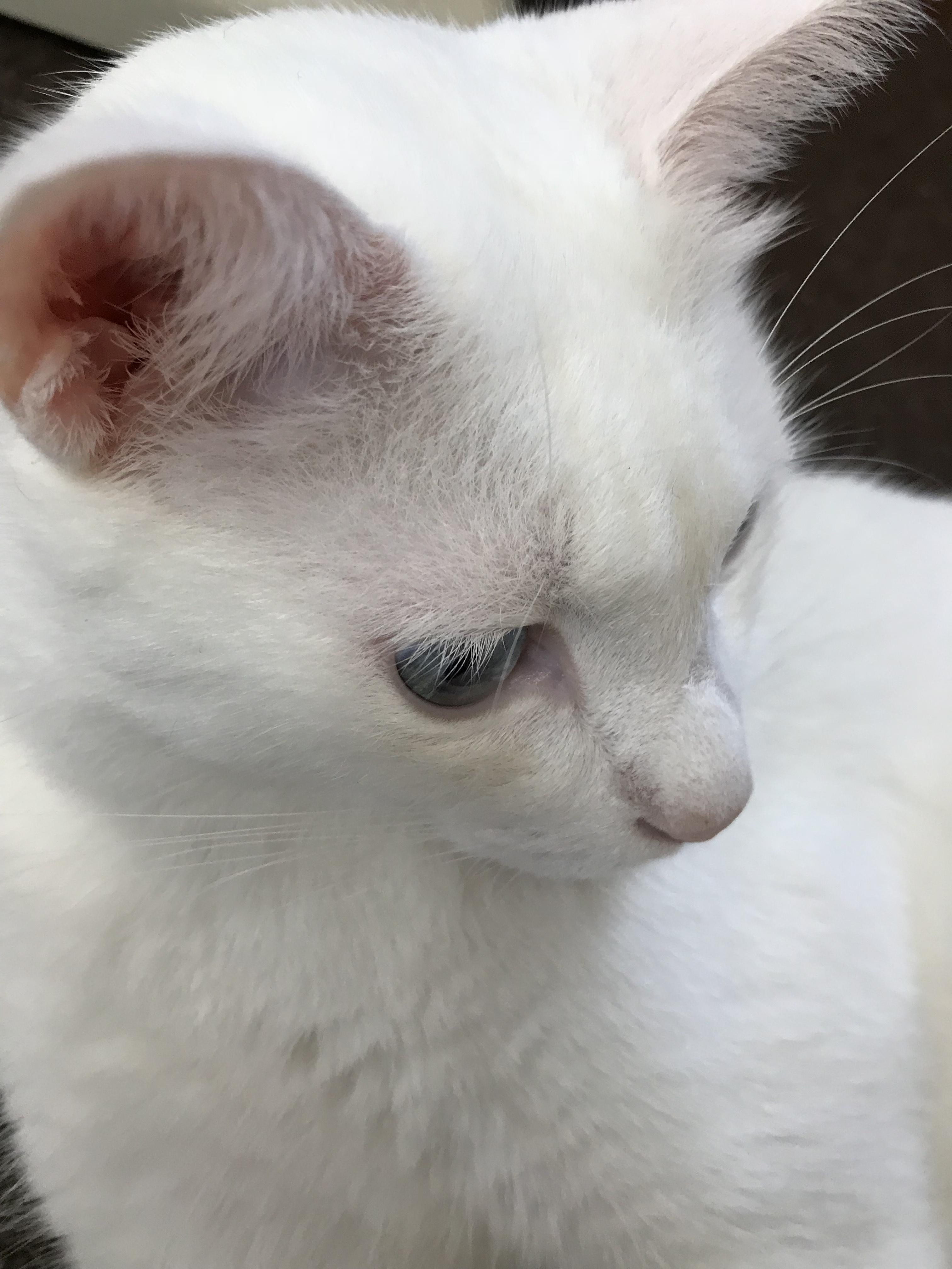 わんにゃんサイトの猫の写真