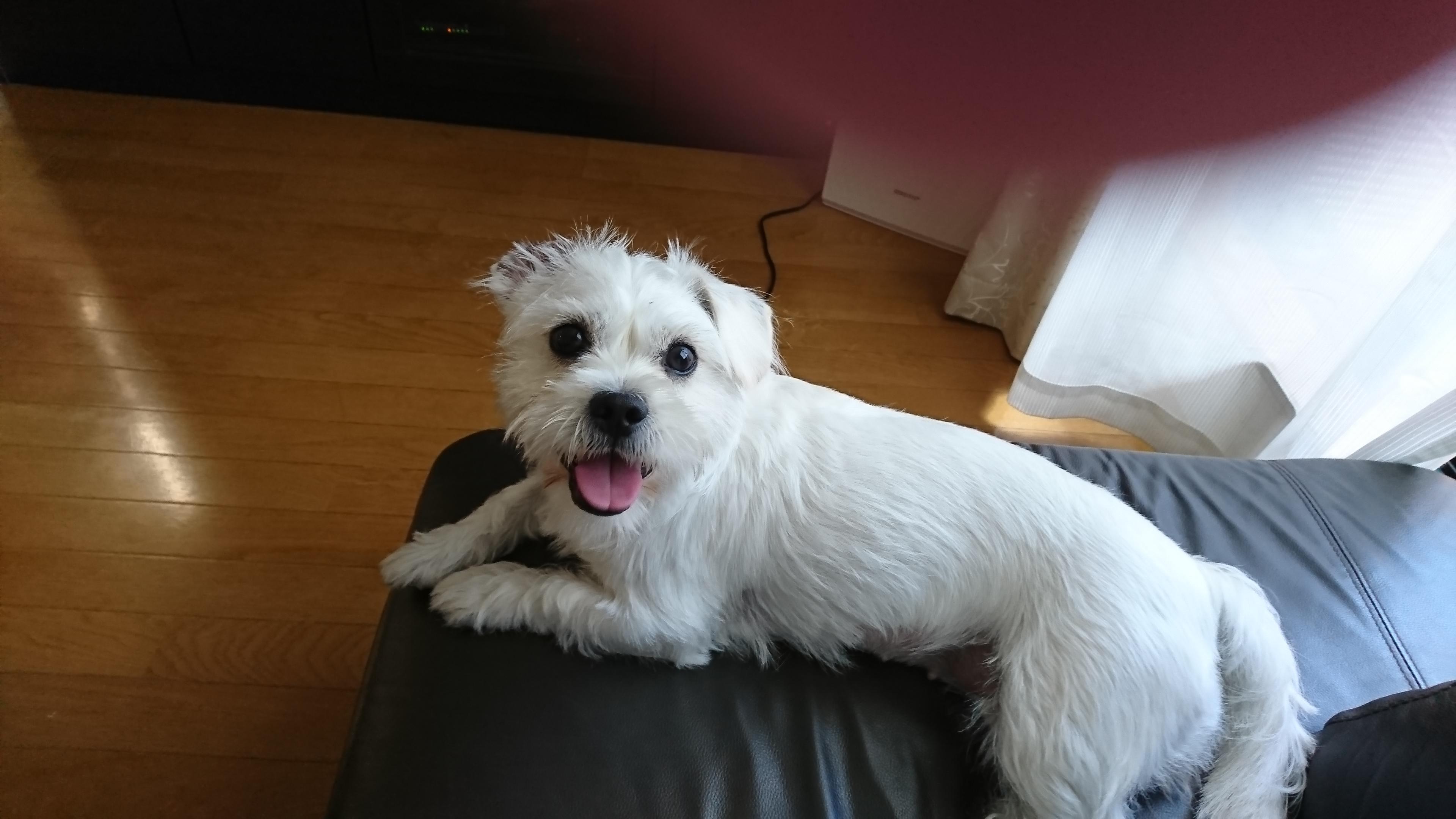 わんにゃんサイトの犬の写真