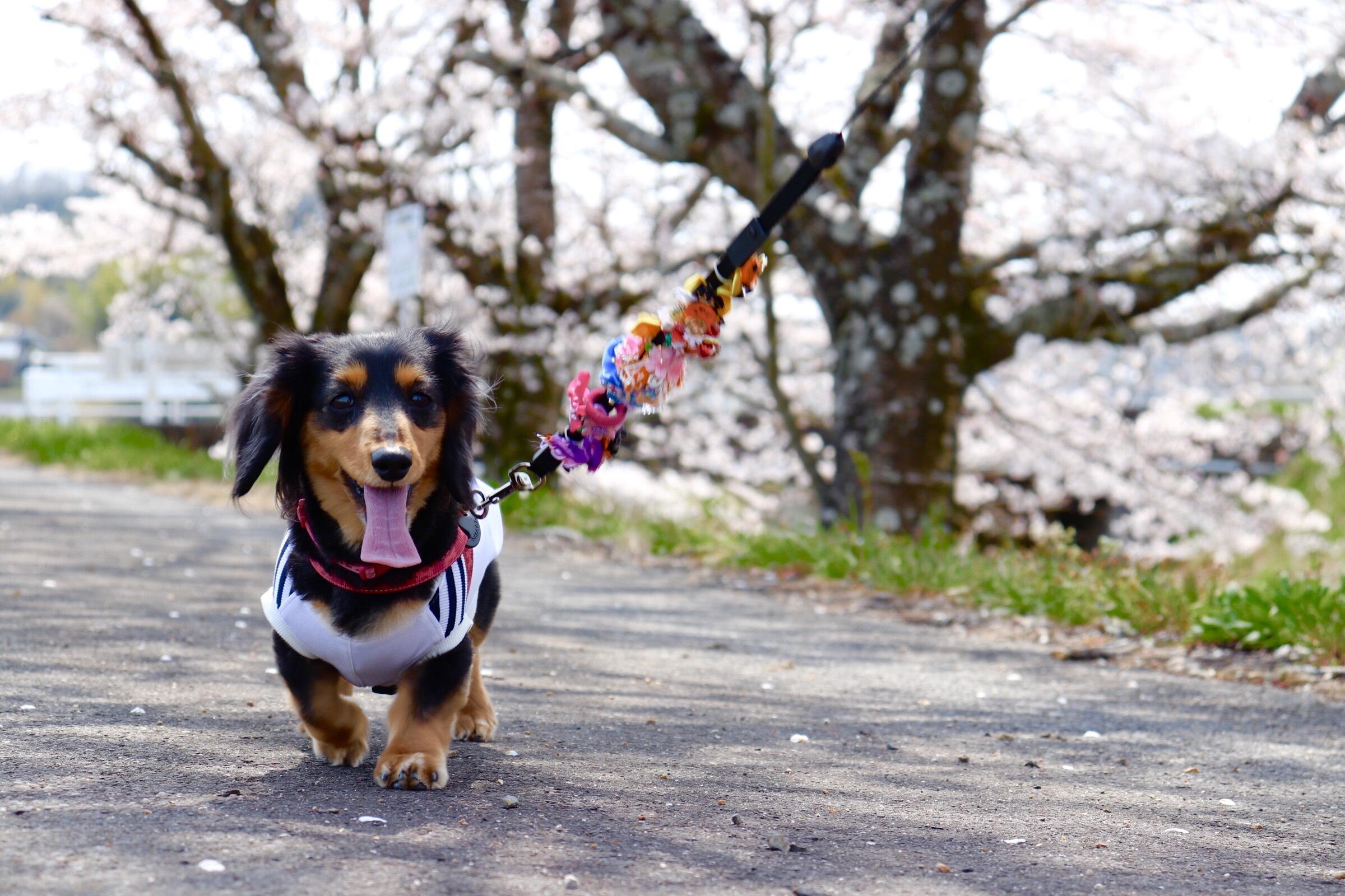 わんにゃんサイトの犬の写真