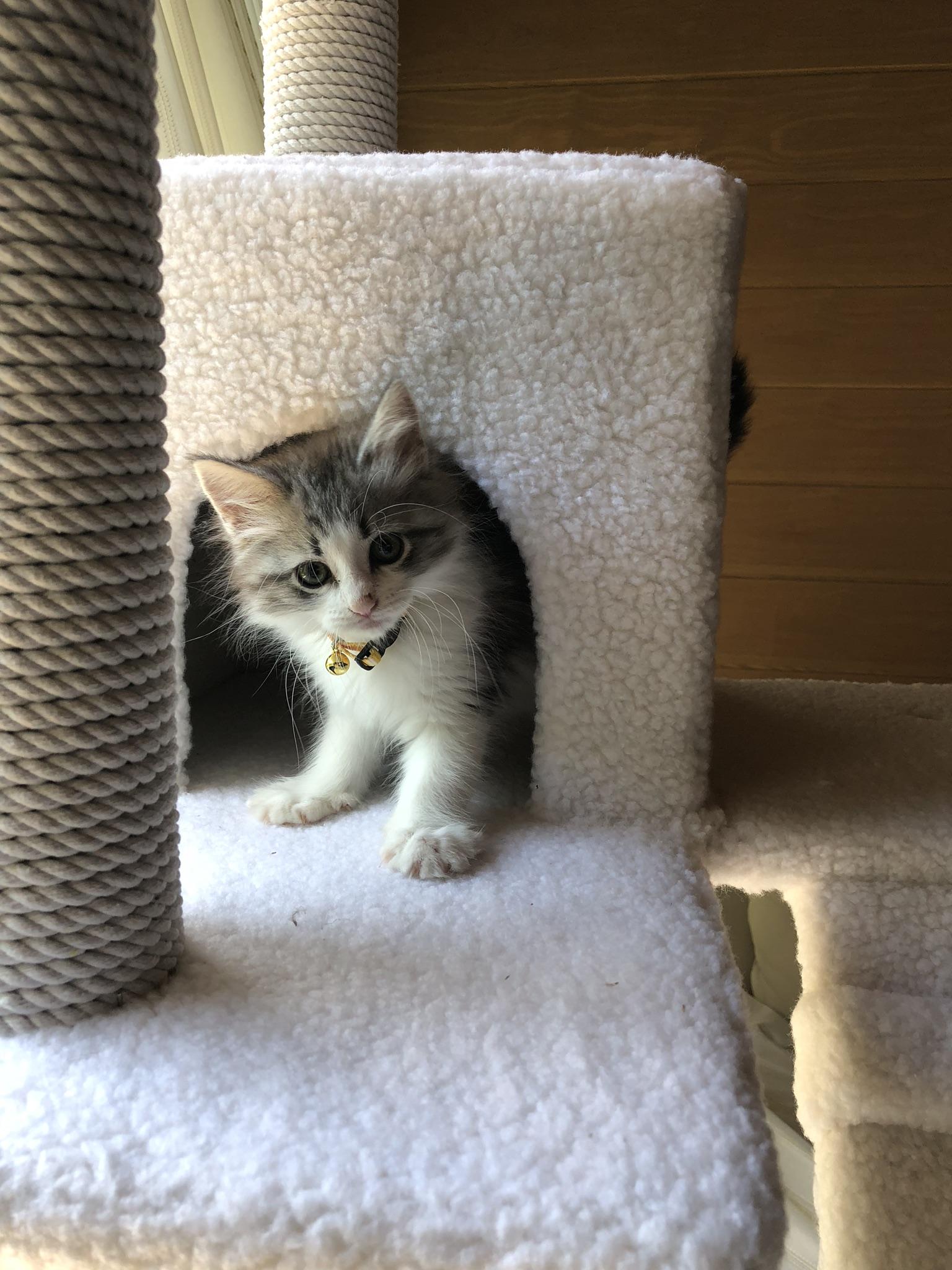 わんにゃんサイトの猫の写真