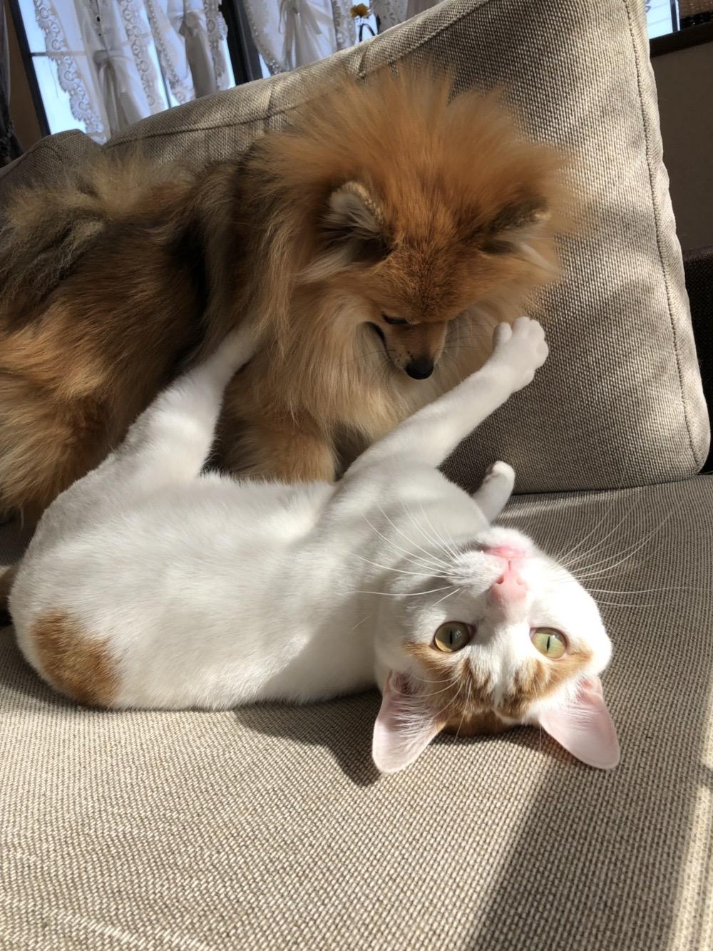 わんにゃんサイトの犬の写真