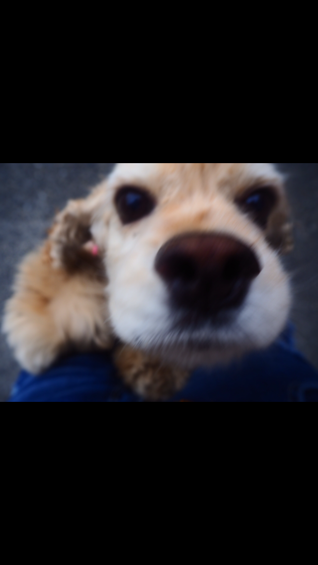 わんにゃんサイトの犬の写真