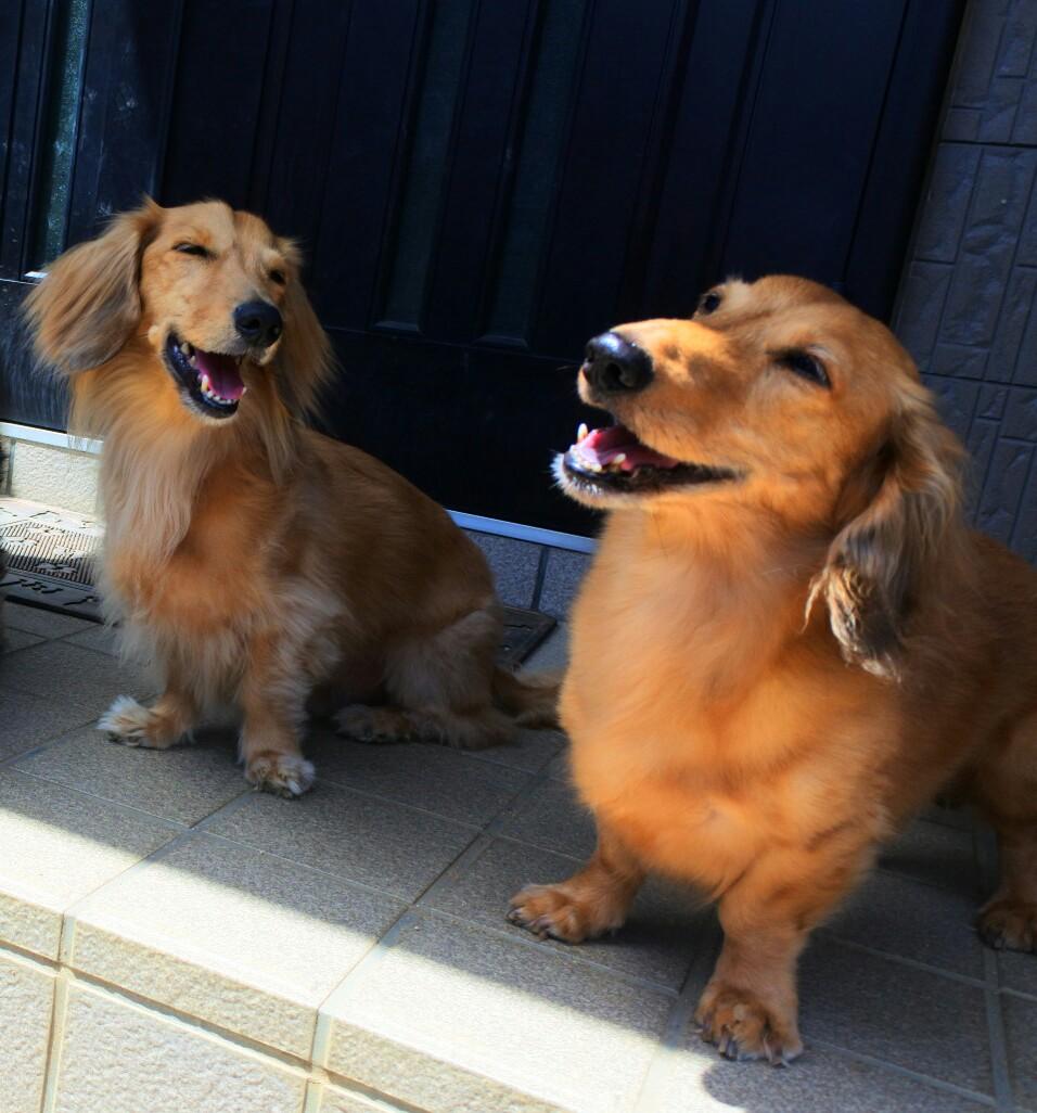 わんにゃんサイトの犬の写真