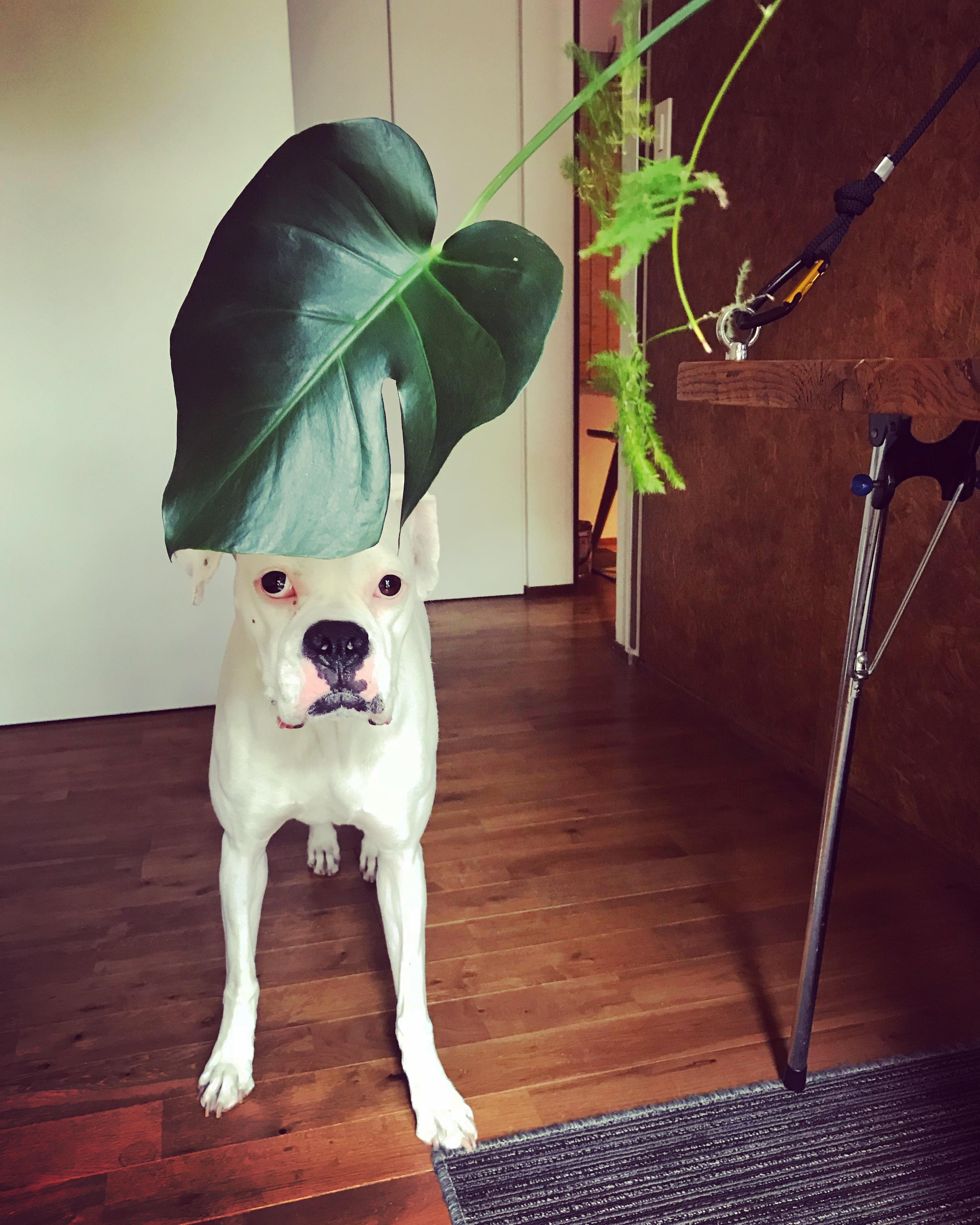 わんにゃんサイトの犬の写真