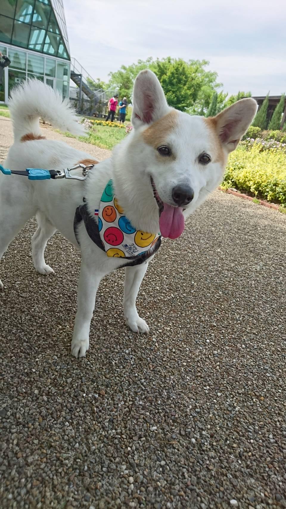 わんにゃんサイトの犬の写真