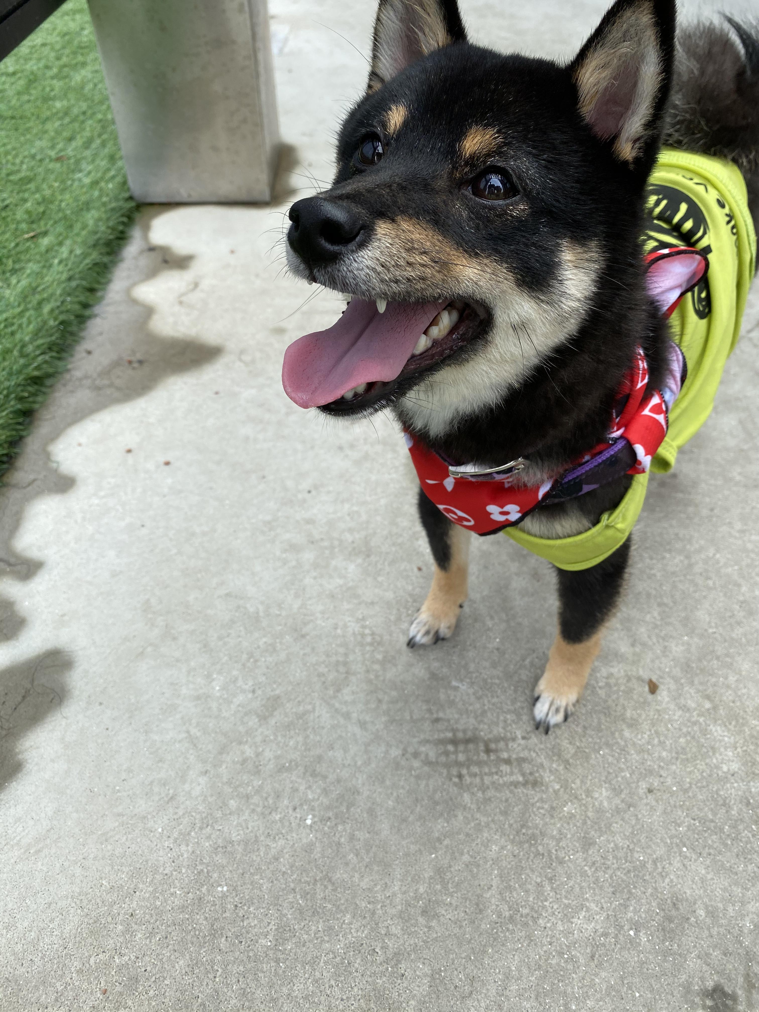 わんにゃんサイトの犬の写真