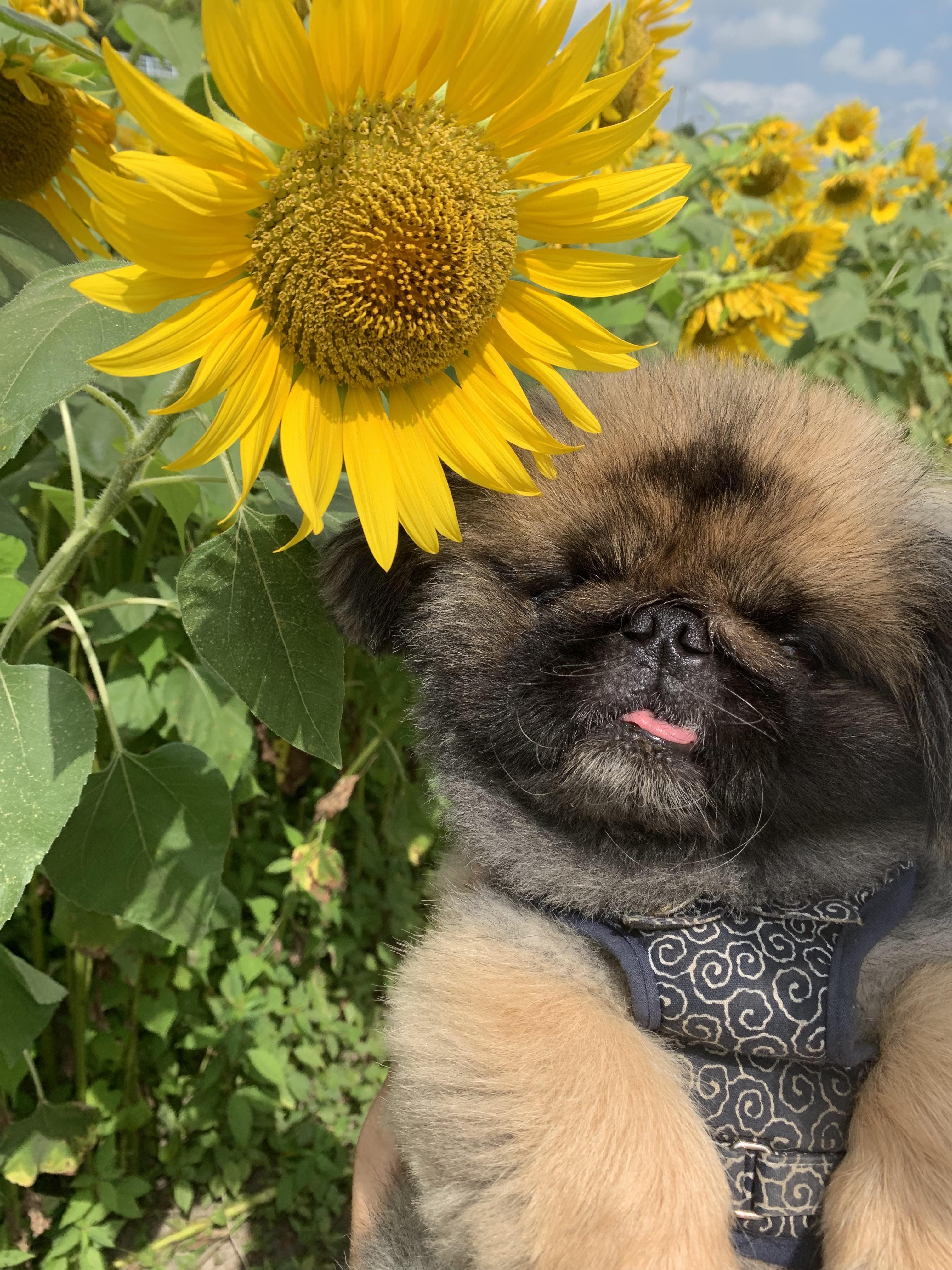 わんにゃんサイトの犬の写真