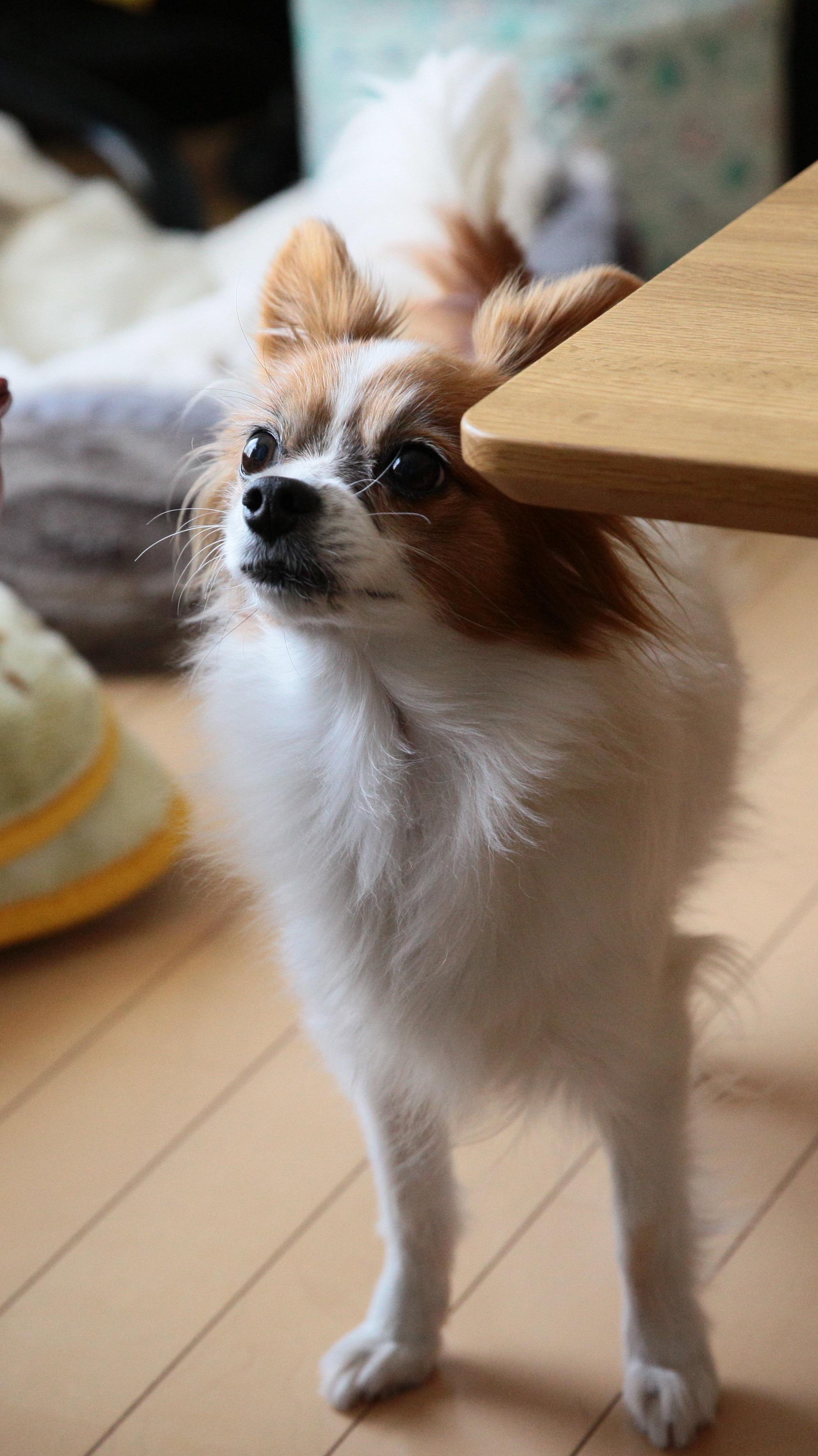 わんにゃんサイトの犬の写真