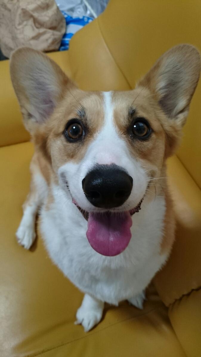 わんにゃんサイトの犬の写真