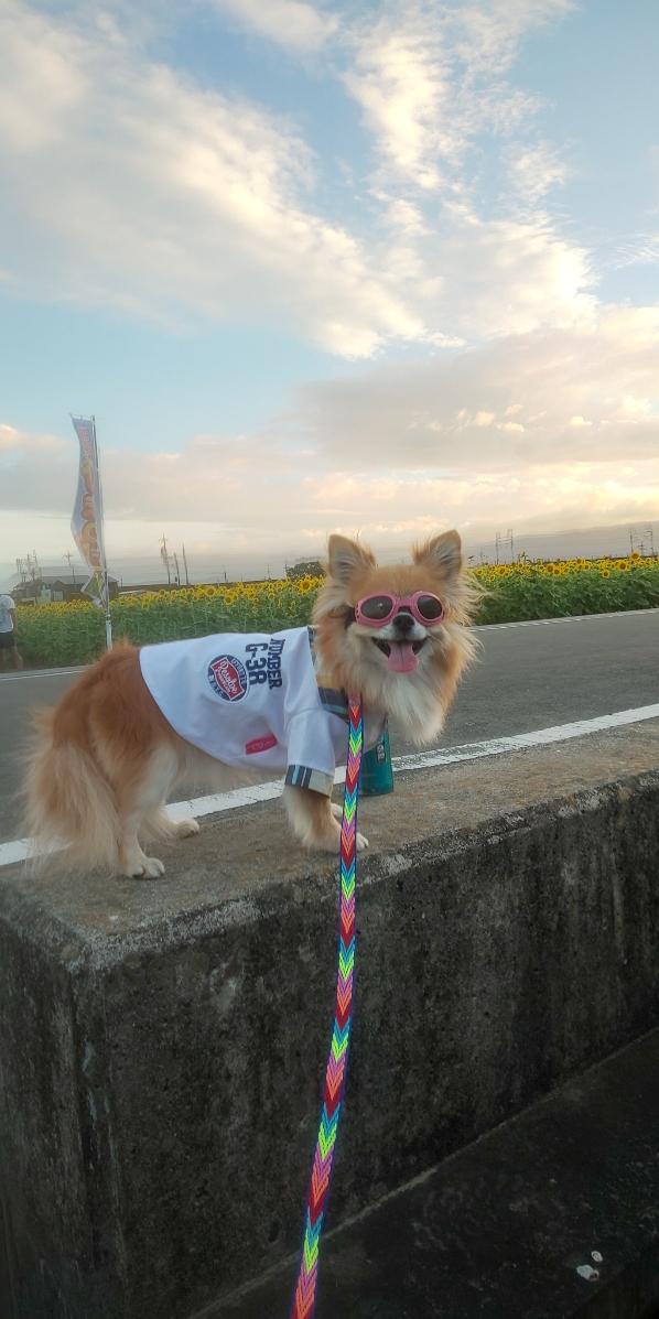 わんにゃんサイトの犬の写真