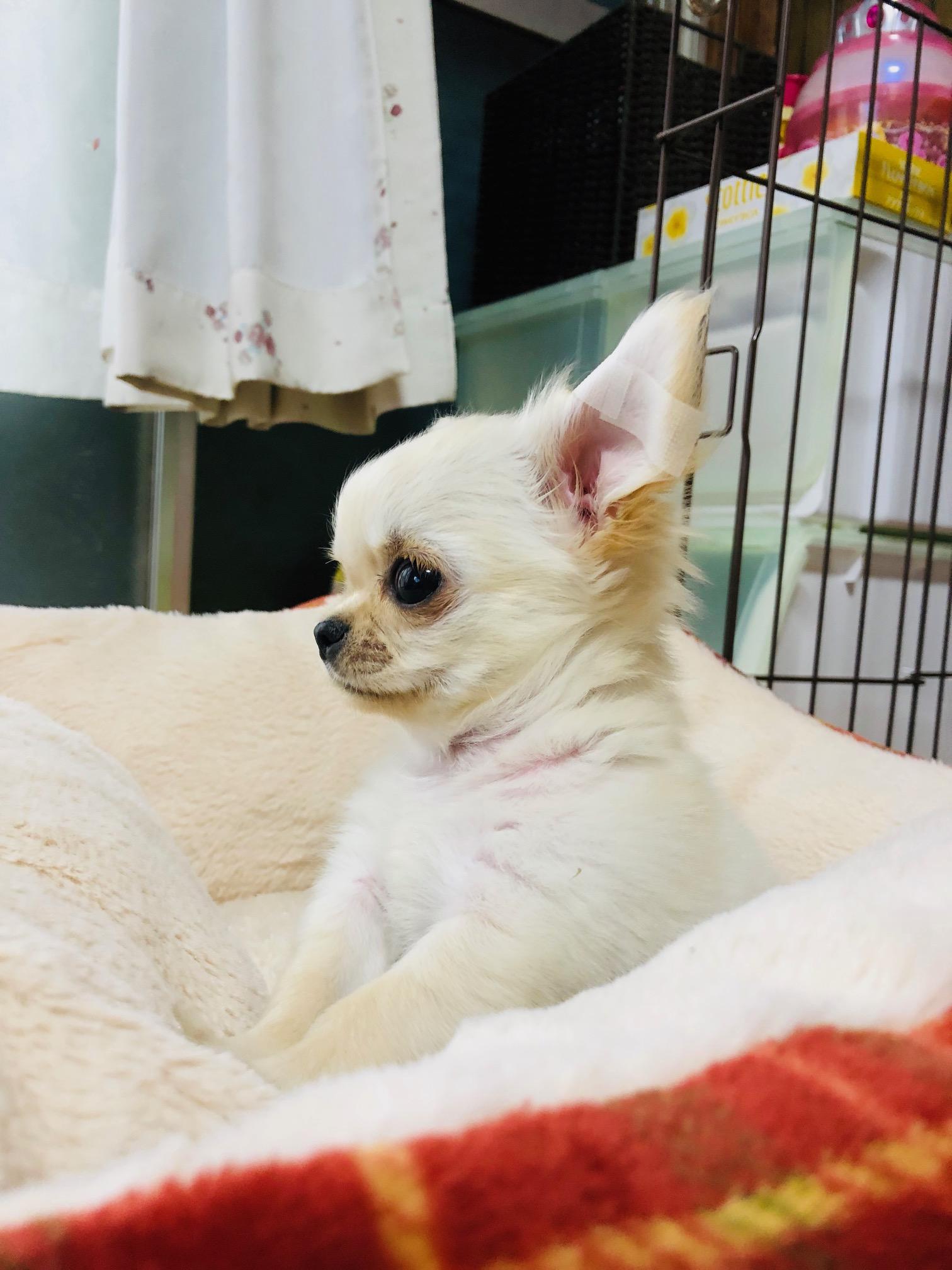 わんにゃんサイトの犬の写真