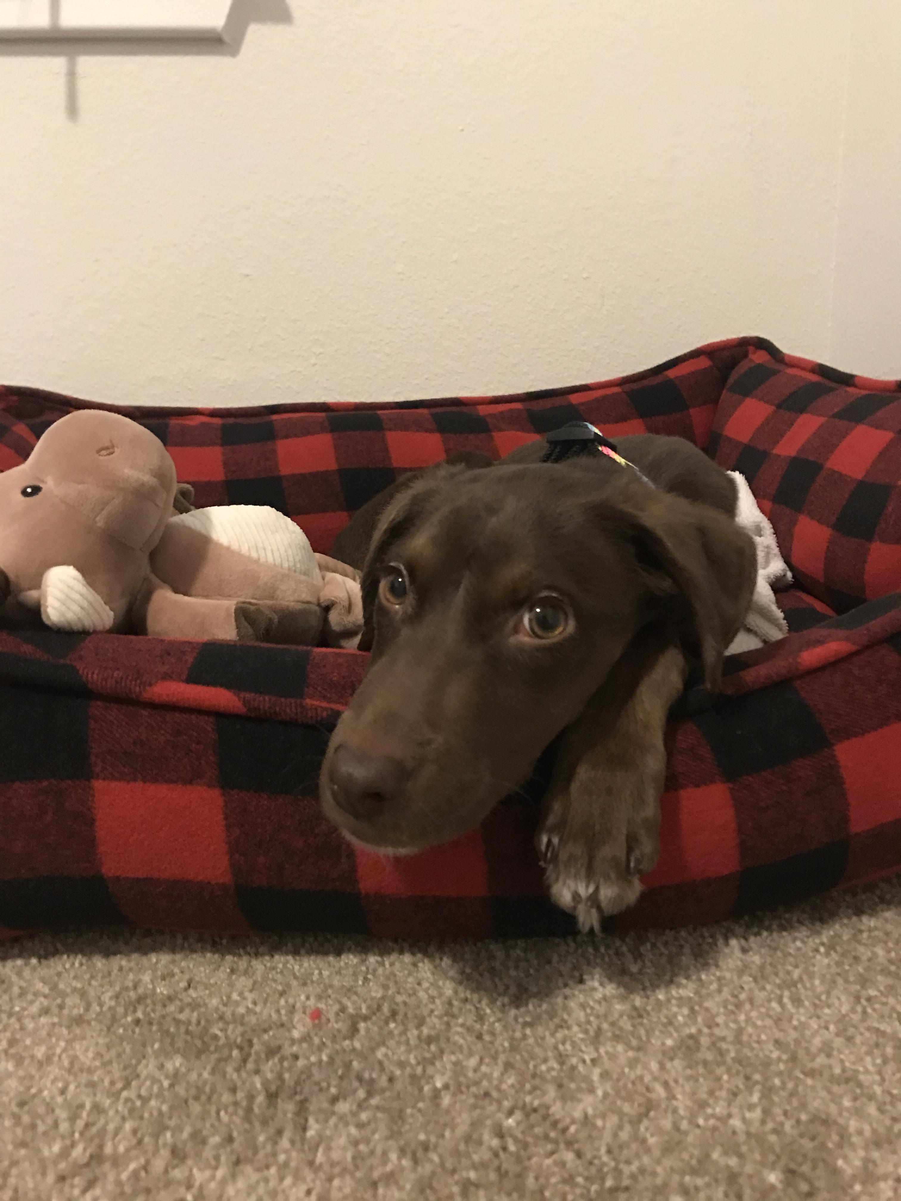 わんにゃんサイトの犬の写真