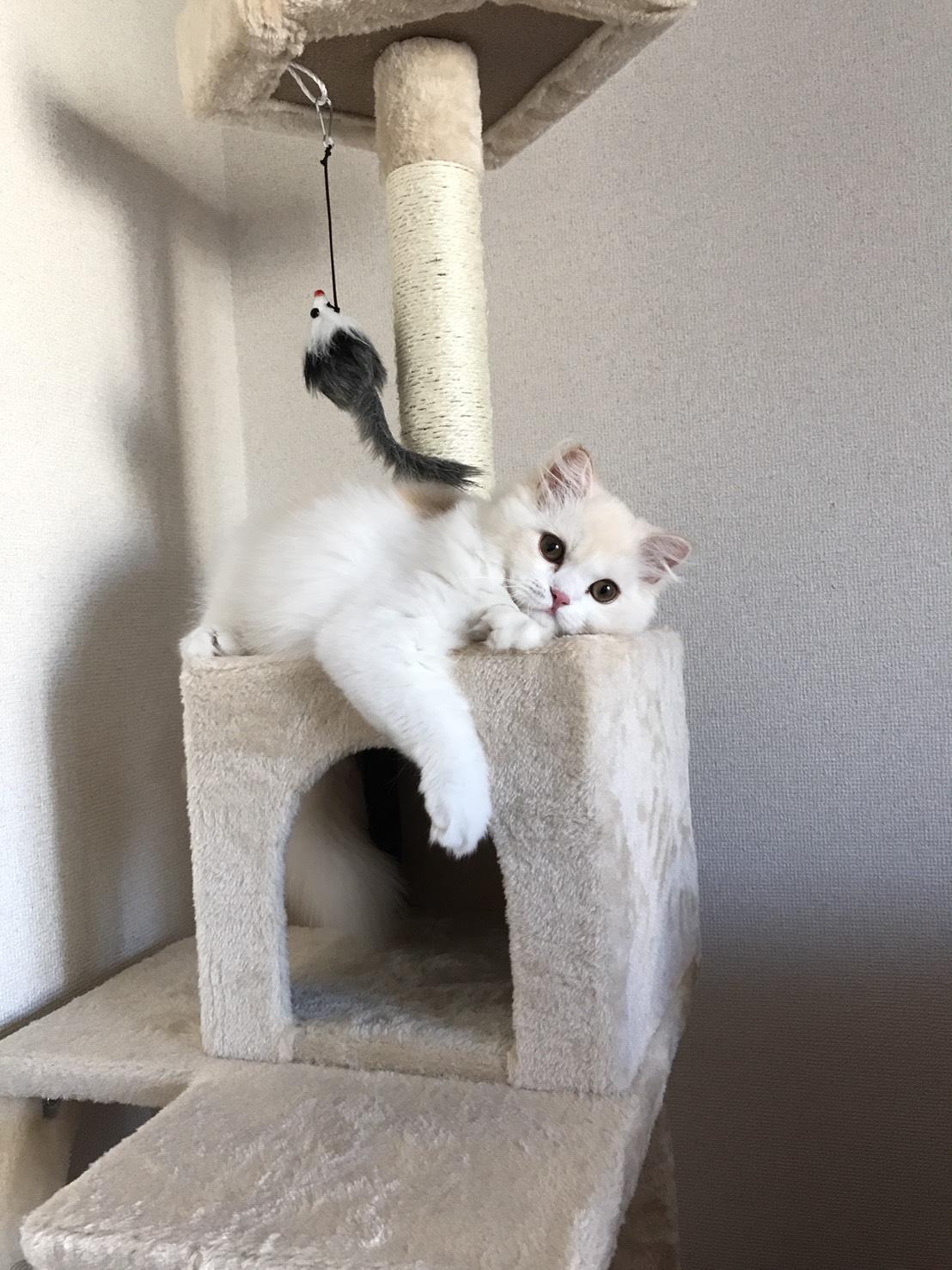 わんにゃんサイトの猫の写真