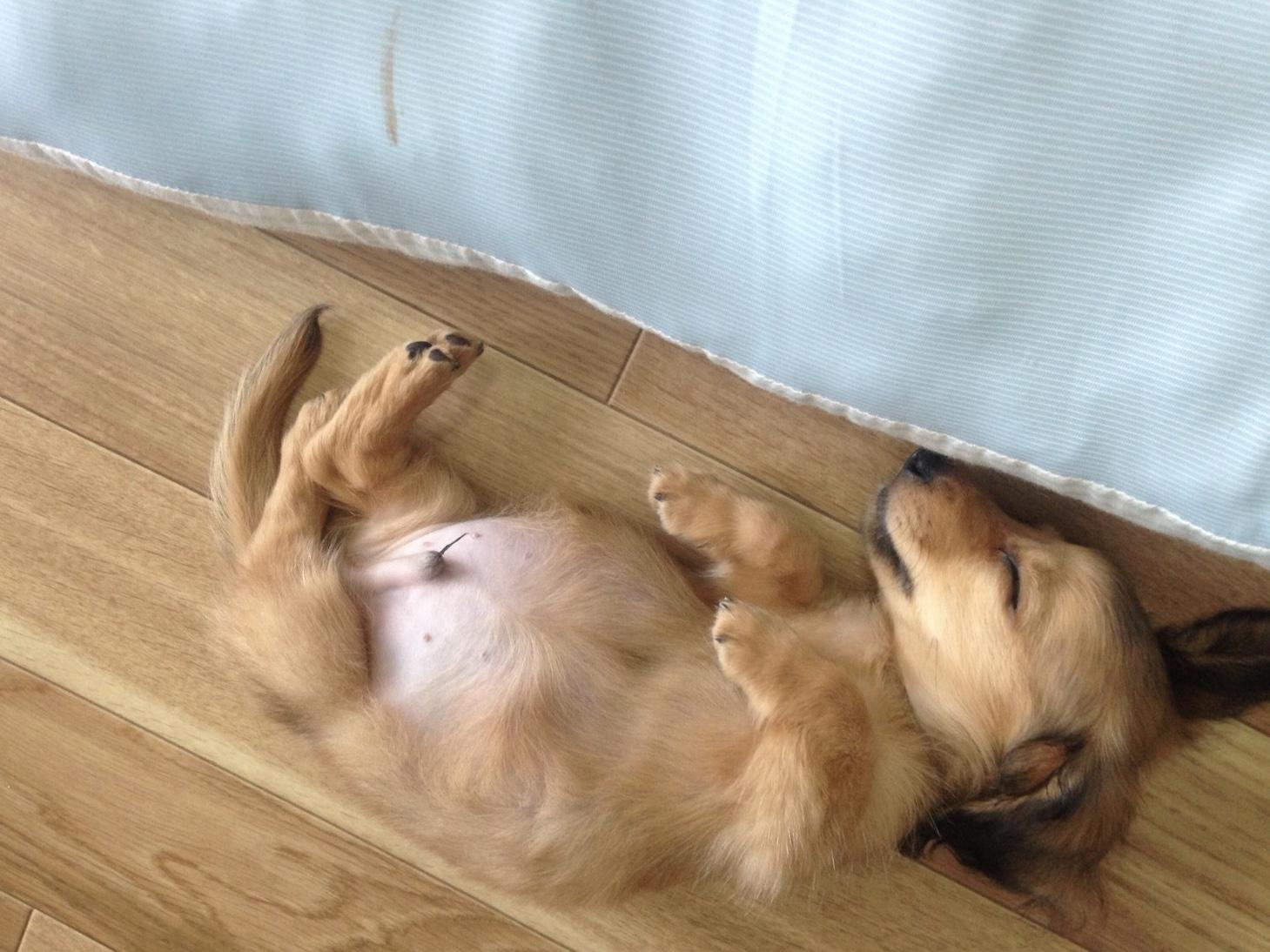 わんにゃんサイトの犬の写真