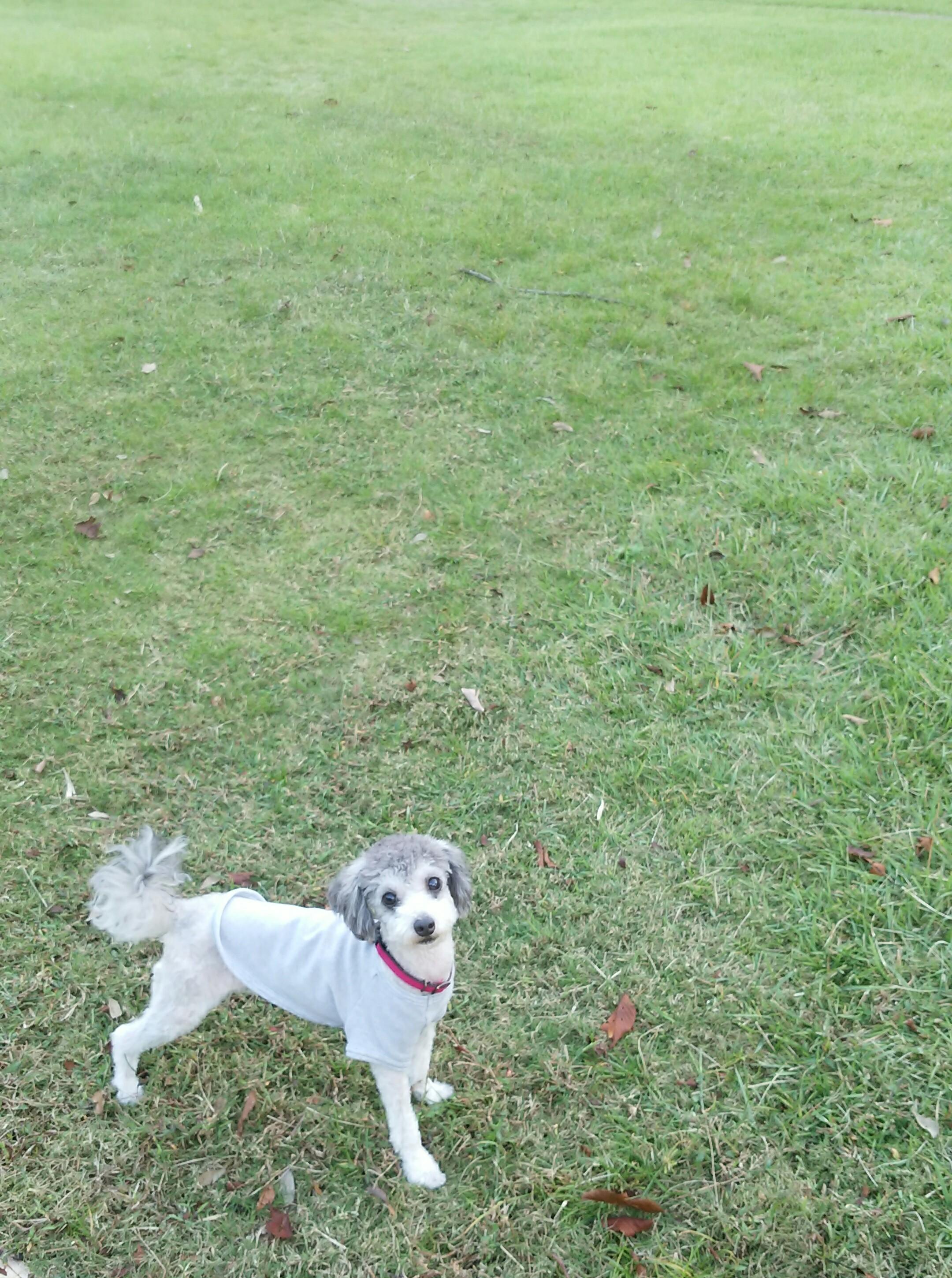 わんにゃんサイトの犬の写真