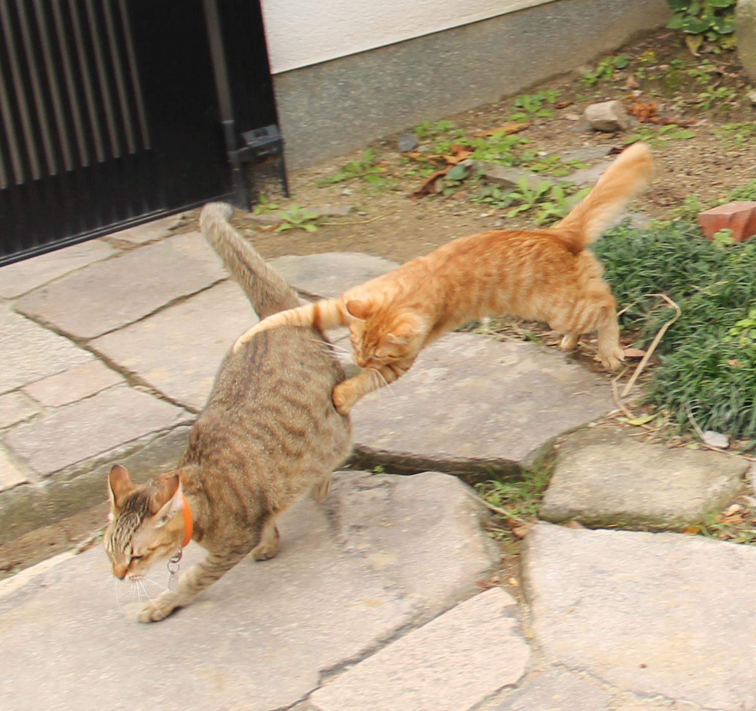 わんにゃんサイトの猫の写真