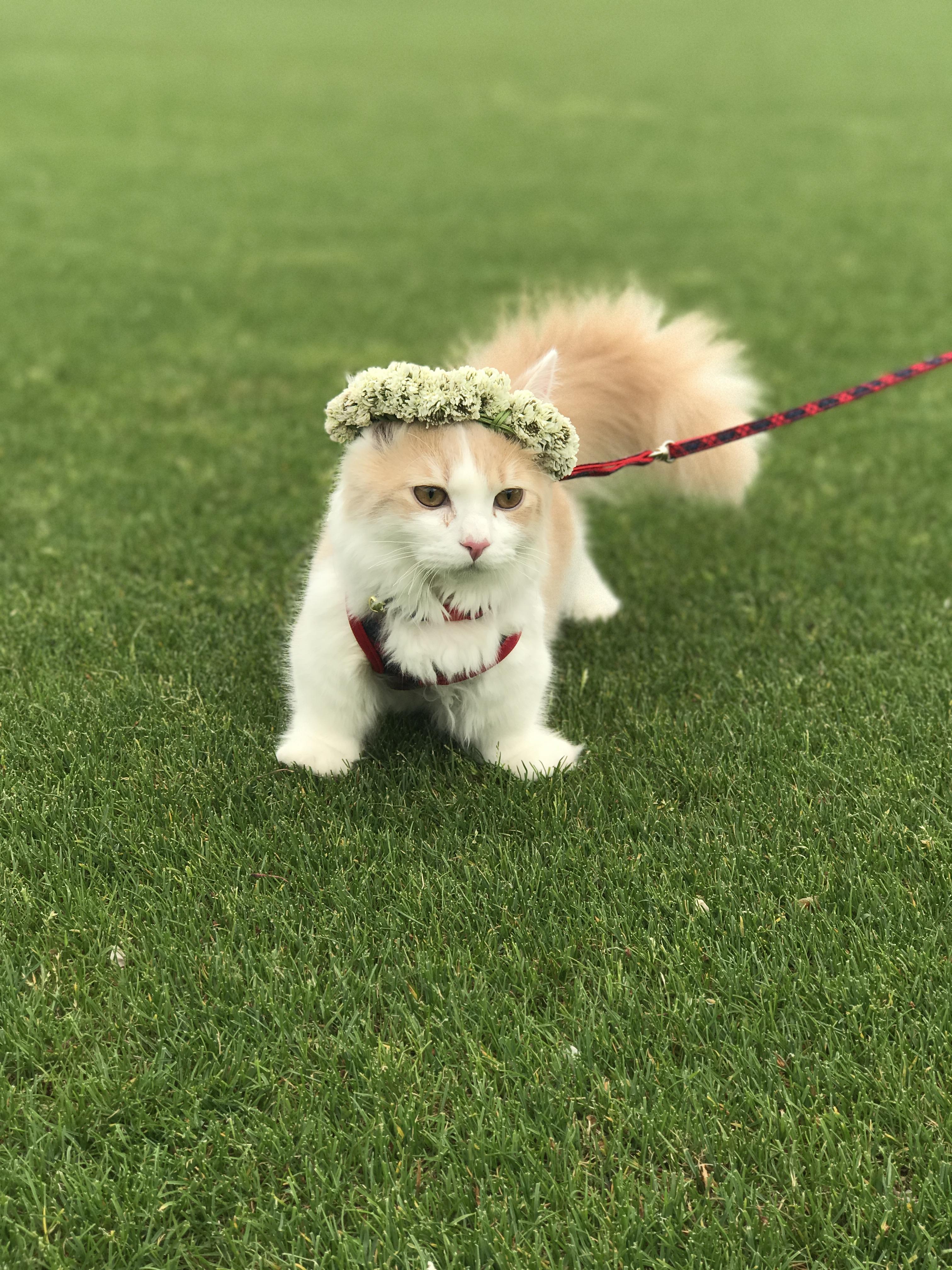 わんにゃんサイトの猫の写真