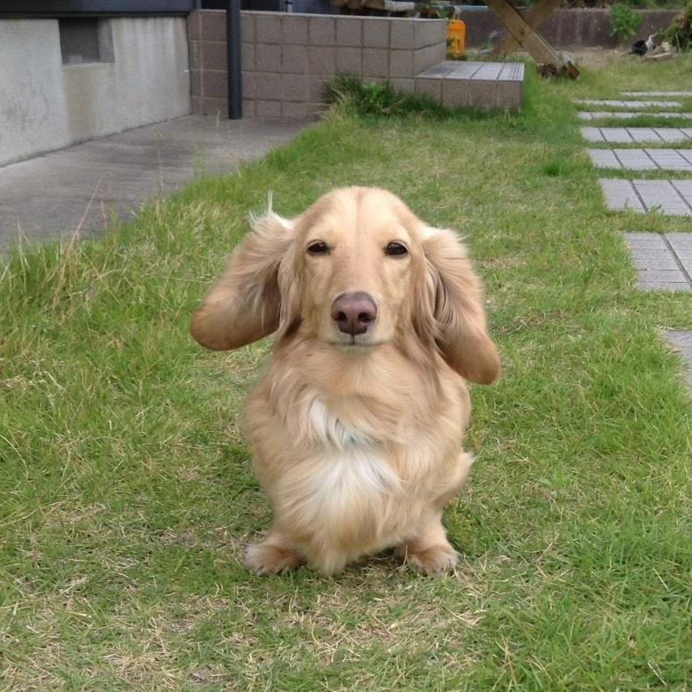 わんにゃんサイトの犬の写真