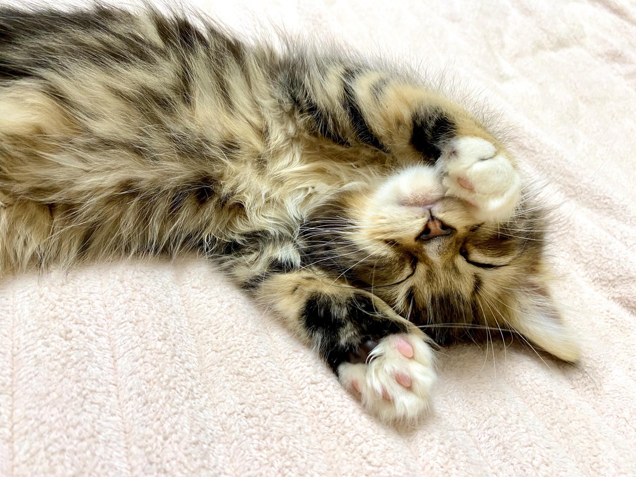 わんにゃんサイトの猫の写真