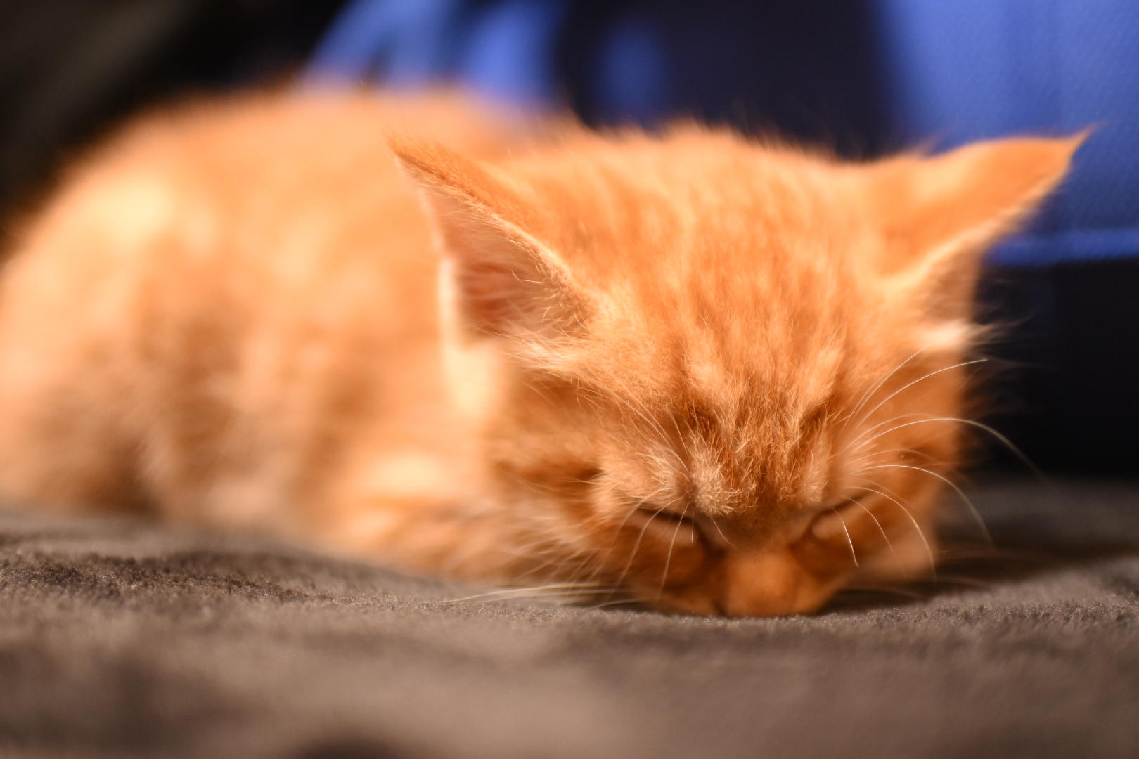 わんにゃんサイトの猫の写真