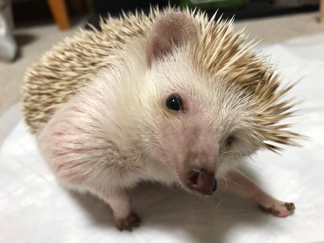 わんにゃんサイトのその他の写真