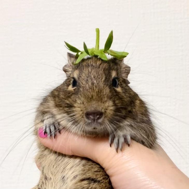 わんにゃんサイトのその他の写真