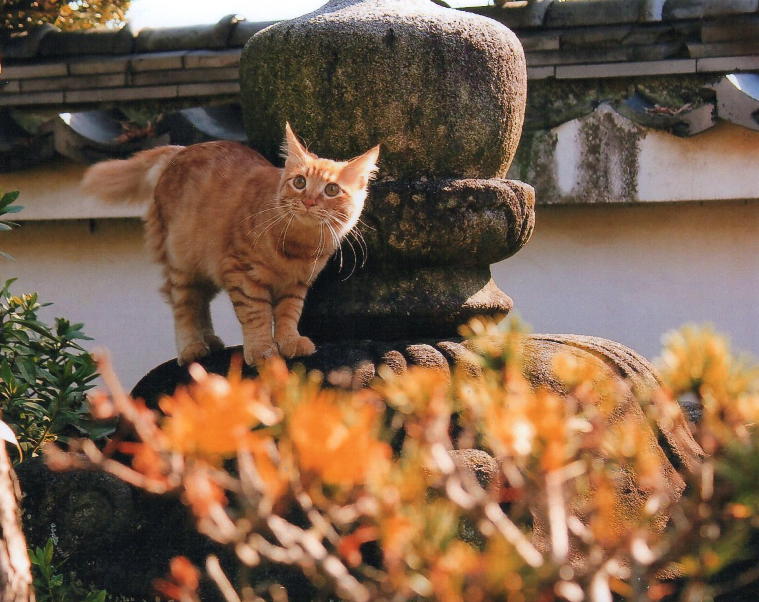 わんにゃんサイトの猫の写真